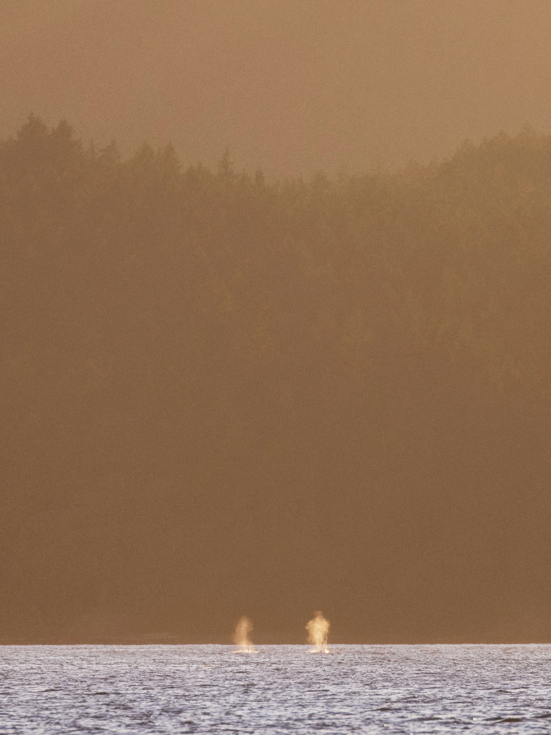 RFerand_20250716_R5_0782-DxO_Biggs Killer Whales - Lantzville_SD.jpg