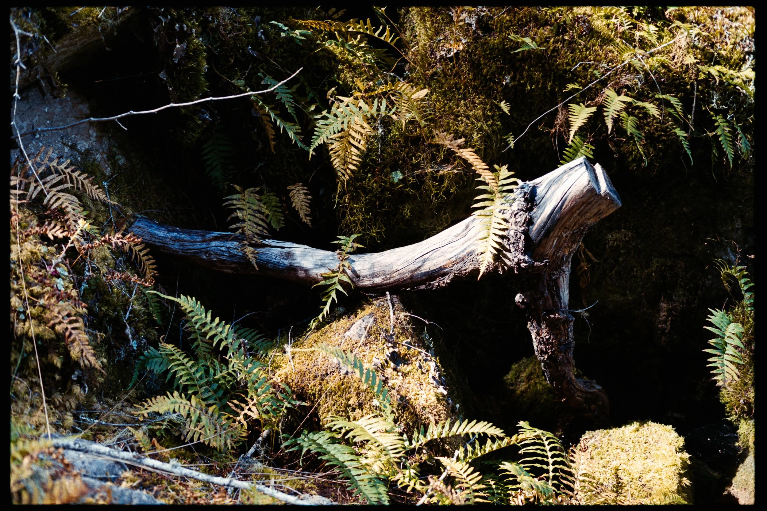 RFerand_C112-F3T-Superia200_02_Sooke Potholes_SD_WEB.jpg