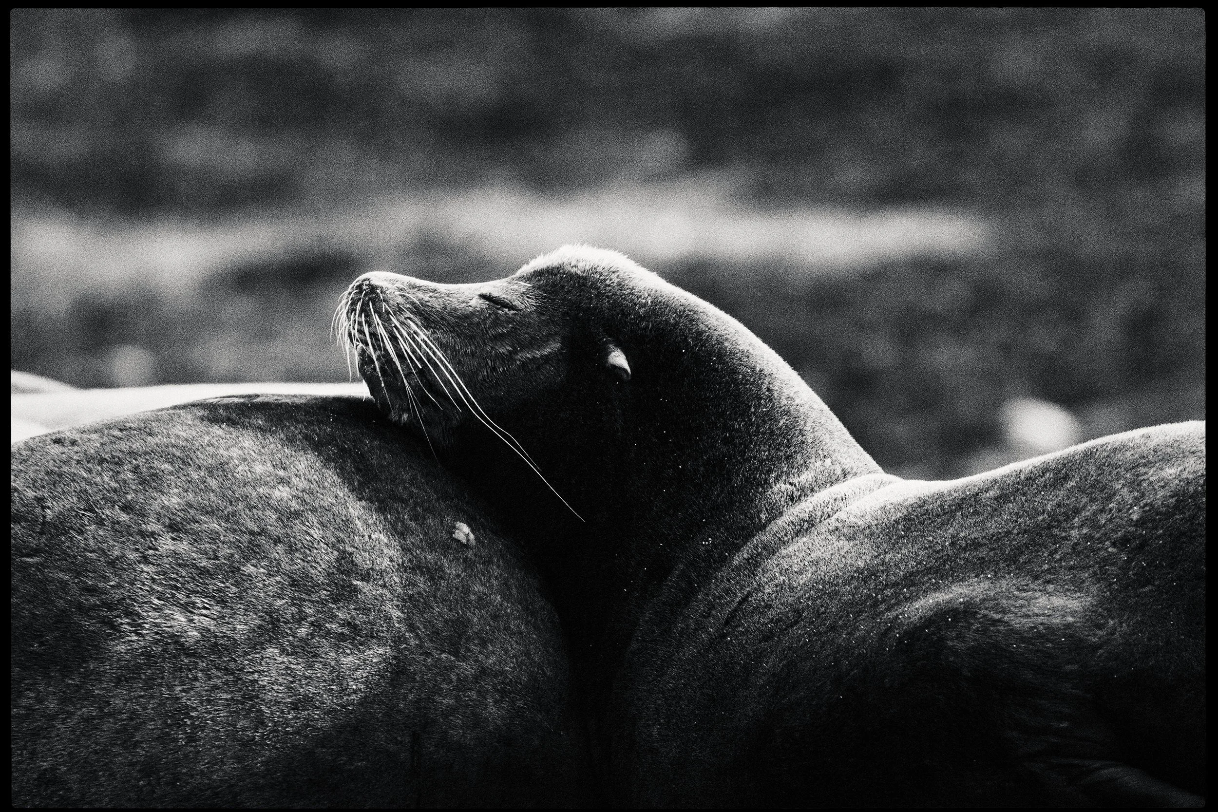 260307_RF_A_5233-Edit-Steller and Californian Sea Lions-HD.jpg