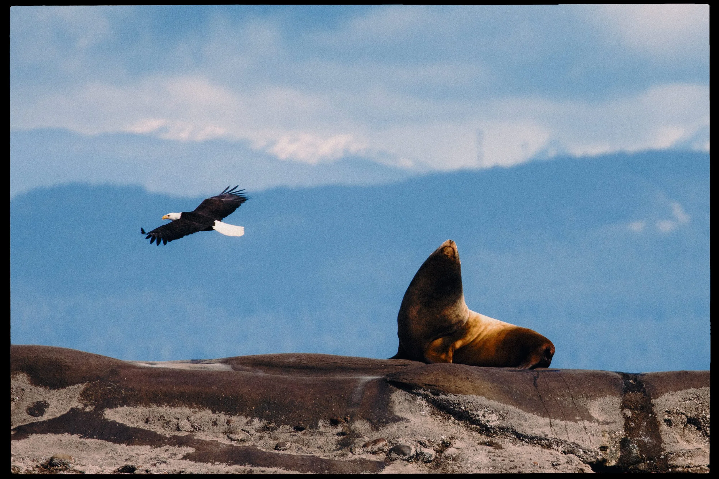 260322-RF-A2-0402-Sea-Lion-Flora-Islet-HD.jpg