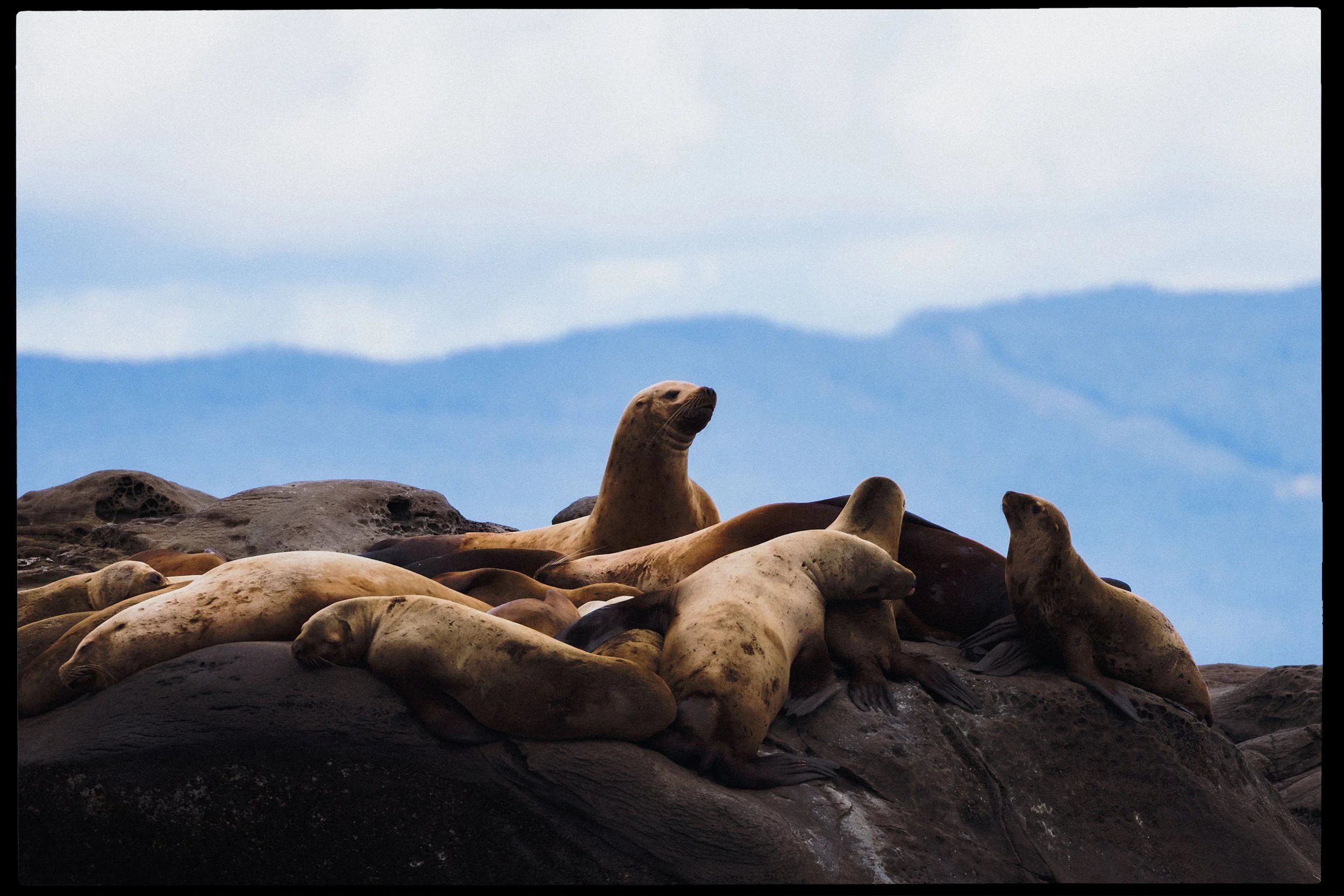 RFerand_20250313_R5_1173-Salish Sea Herring Adventure-HD.jpg