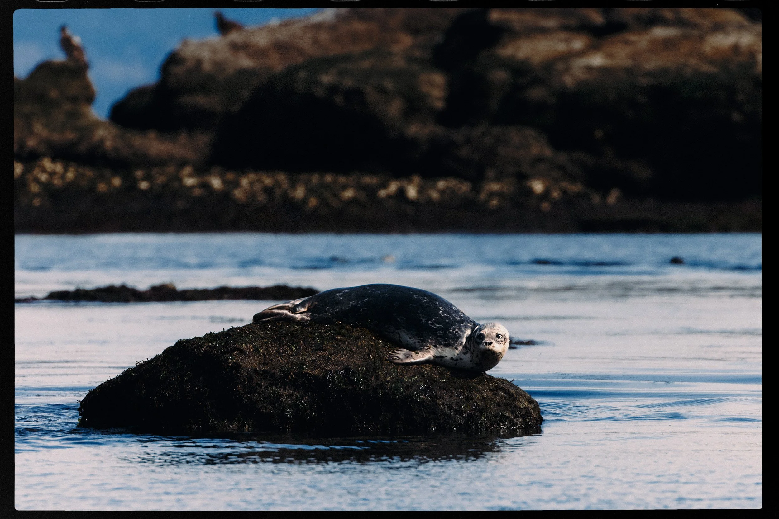 260322-RF-A3-0412-DxO-Harbour-Seal-Flora-Islet-HD.jpg
