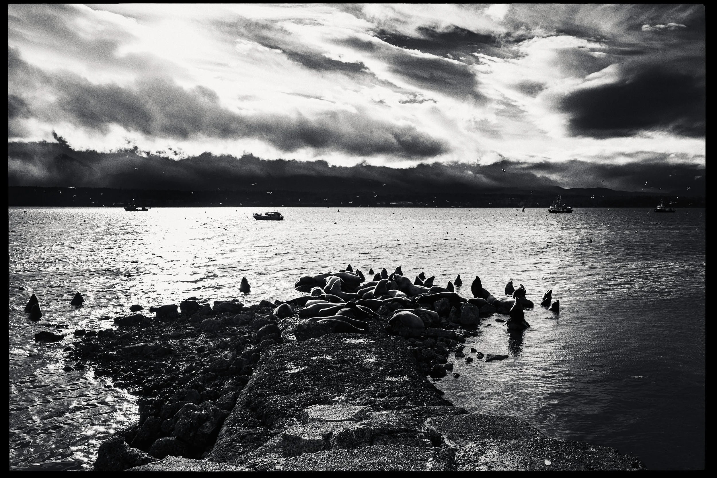 260307_RF_B_2371-Edit-Steller and Californian Sea Lions-HD.jpg