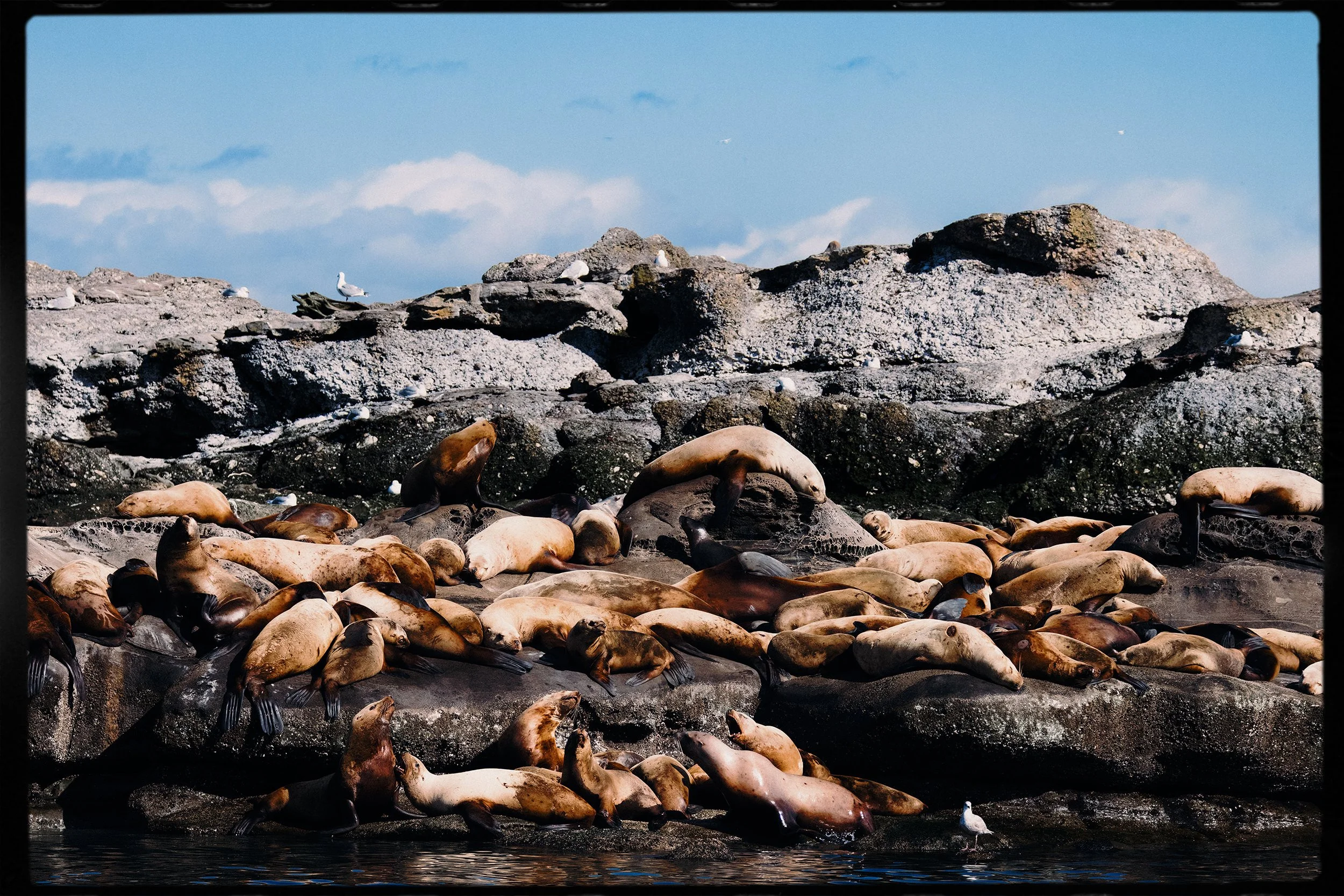 260308_RF_A_5748-DxO-Steller and Californian Sea Lions-HD.jpg