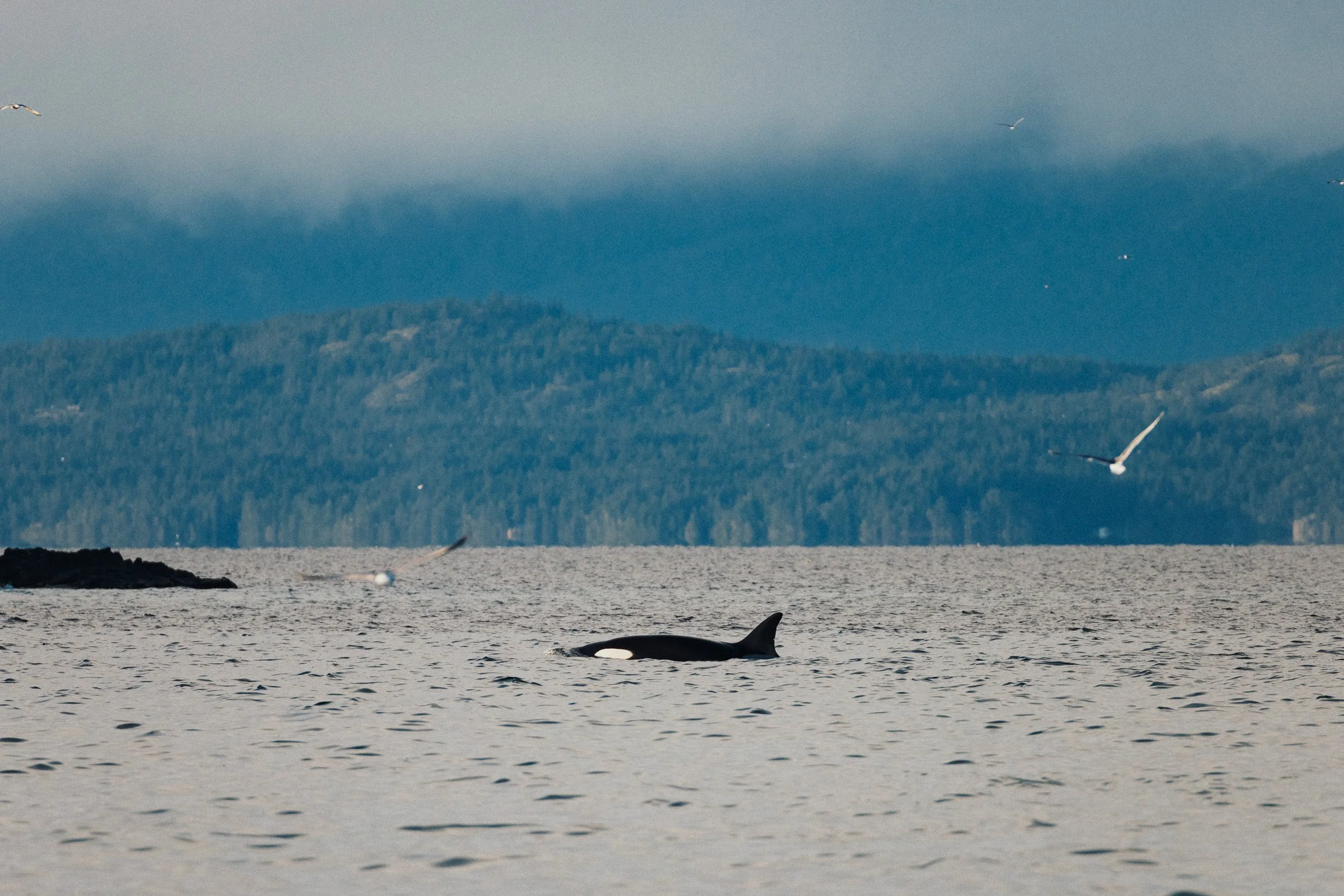 RFerand_20250313_R5_2416_Cottam Point - Nanoose Bay_SD_WEB.jpg