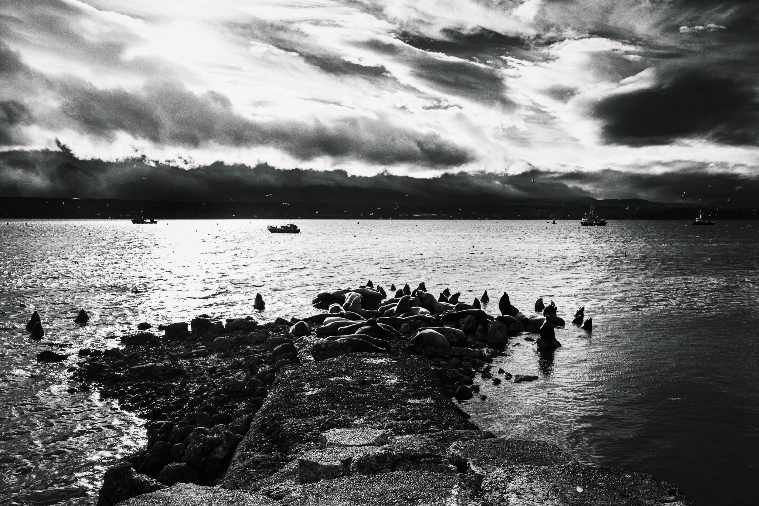 260307_RF_B_2371-Edit-Steller and Californian Sea Lions-SD.jpg