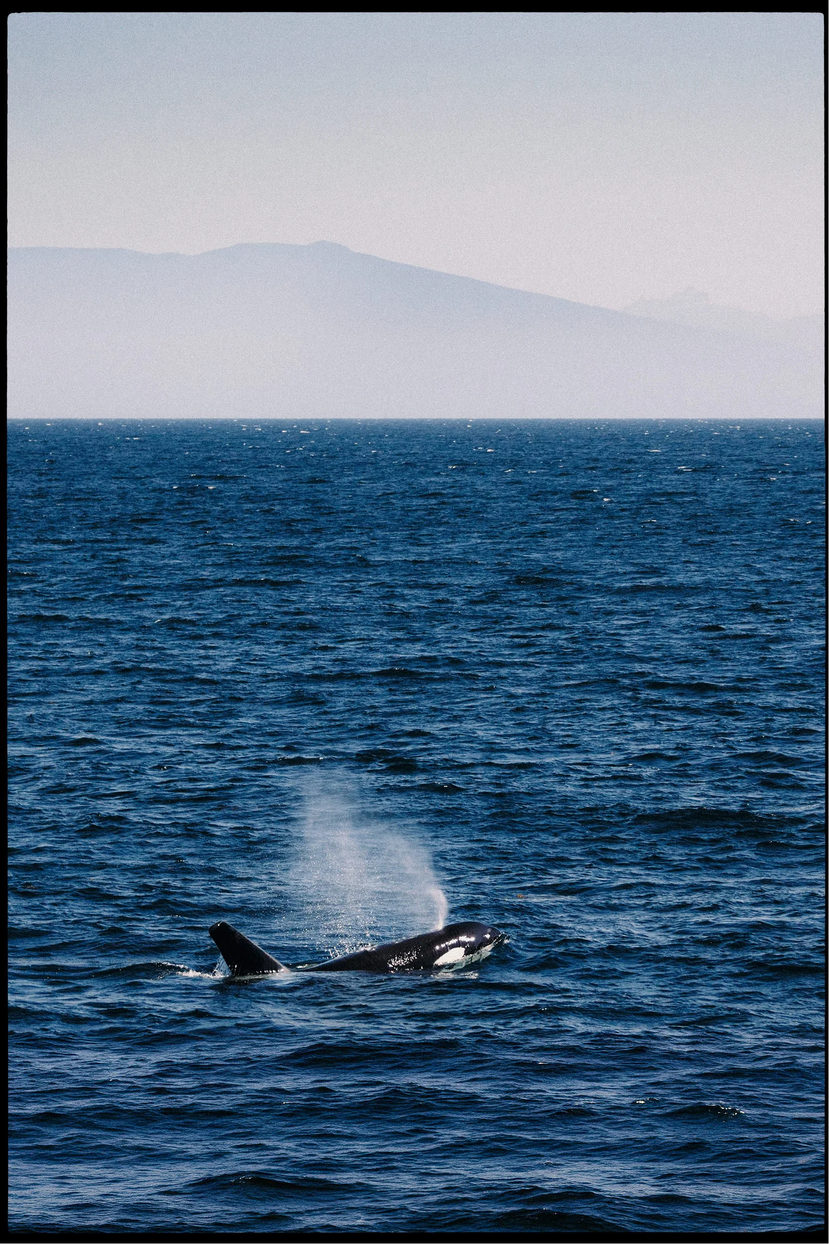 260505-RF-A1-0445a-2-Biggs-Orcas-HD.jpg
