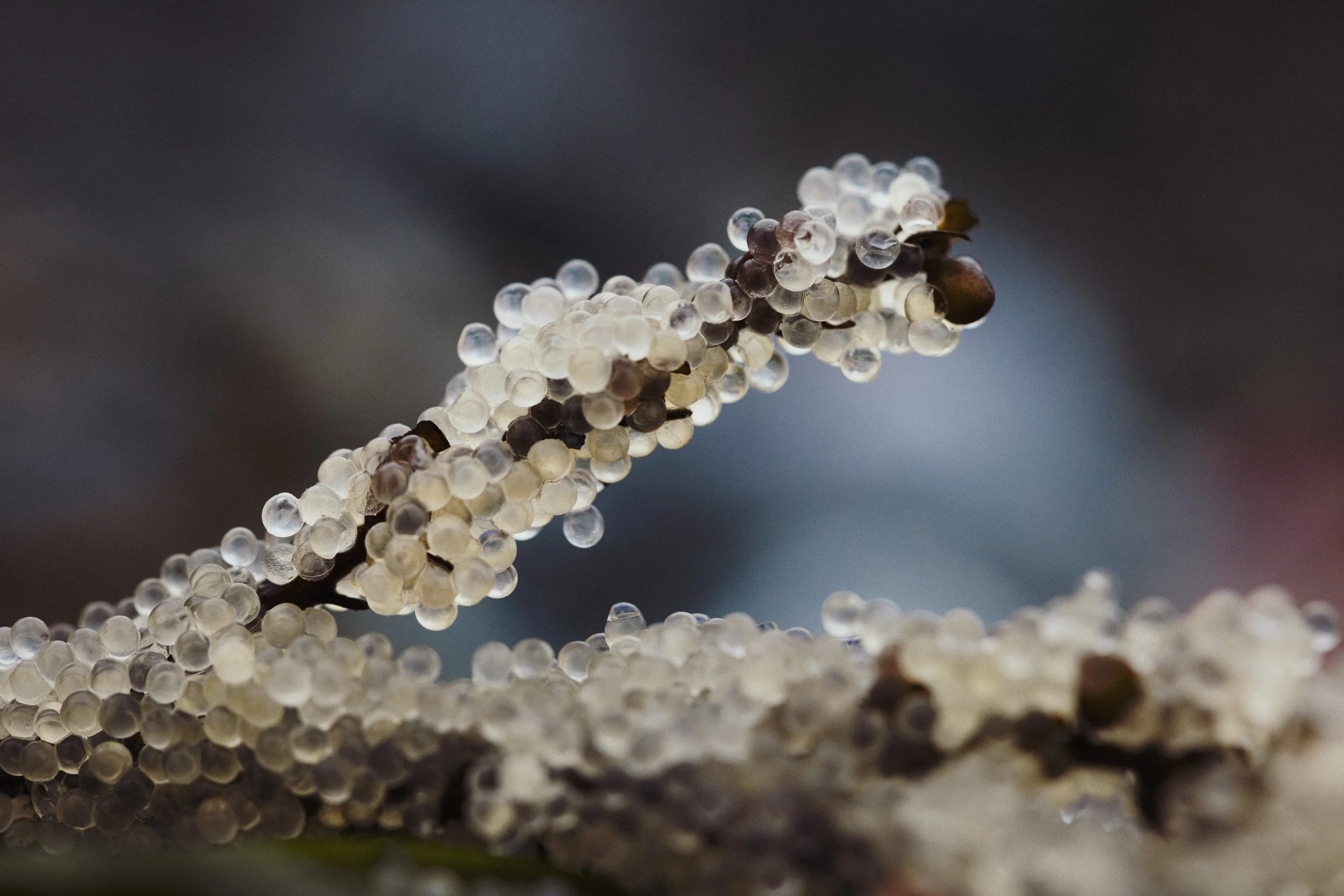 RFerand_20250309_R5_7947_Kye Bay_SD_WEB.jpg