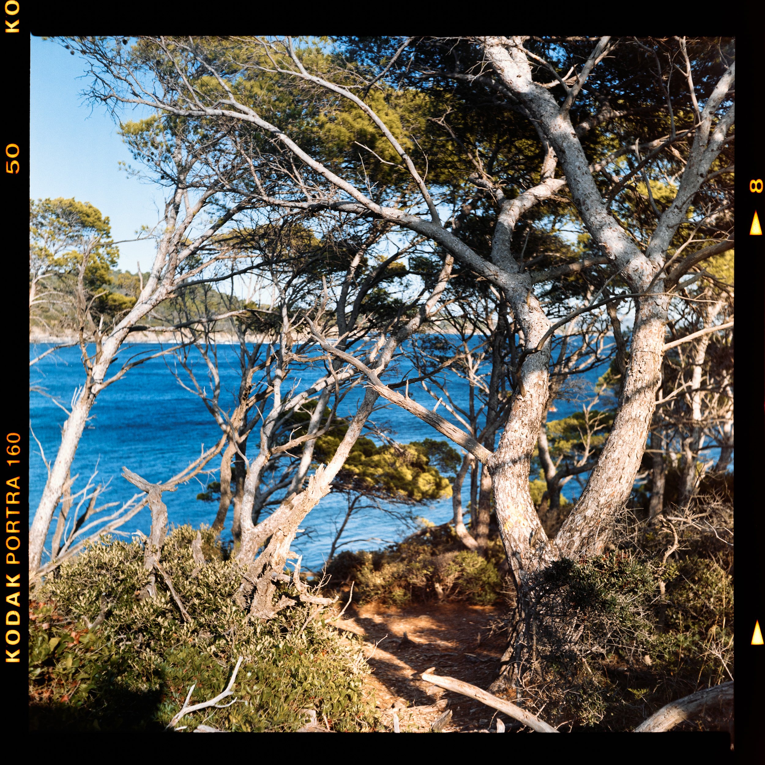 RFerand_C96_Yashica-Mat_Portra160_08-Edit-Sentier du Littoral-SD.jpg
