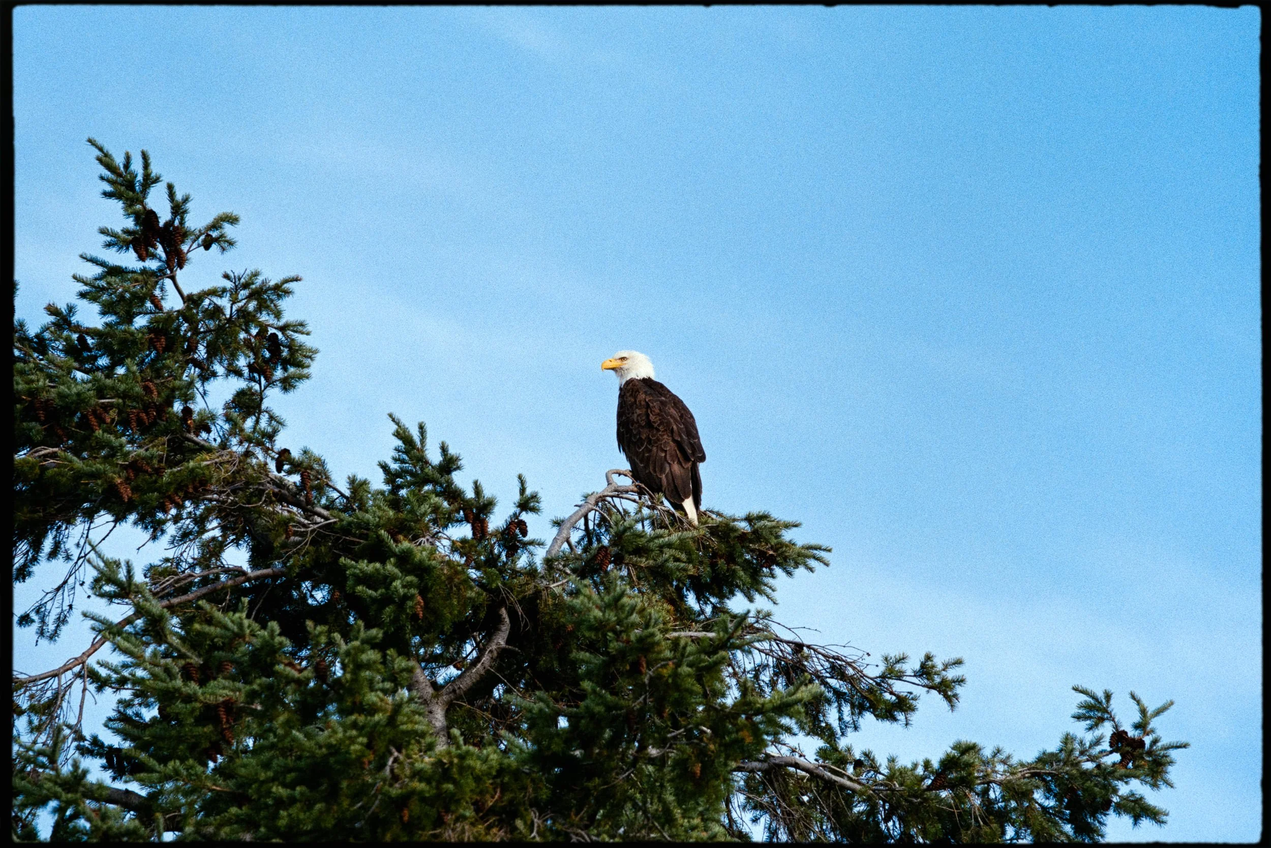 RFerand_C114-Elan7-Superia200_14-Edit-2_Bald Eagle - Neck Point_SD_WEB.jpg