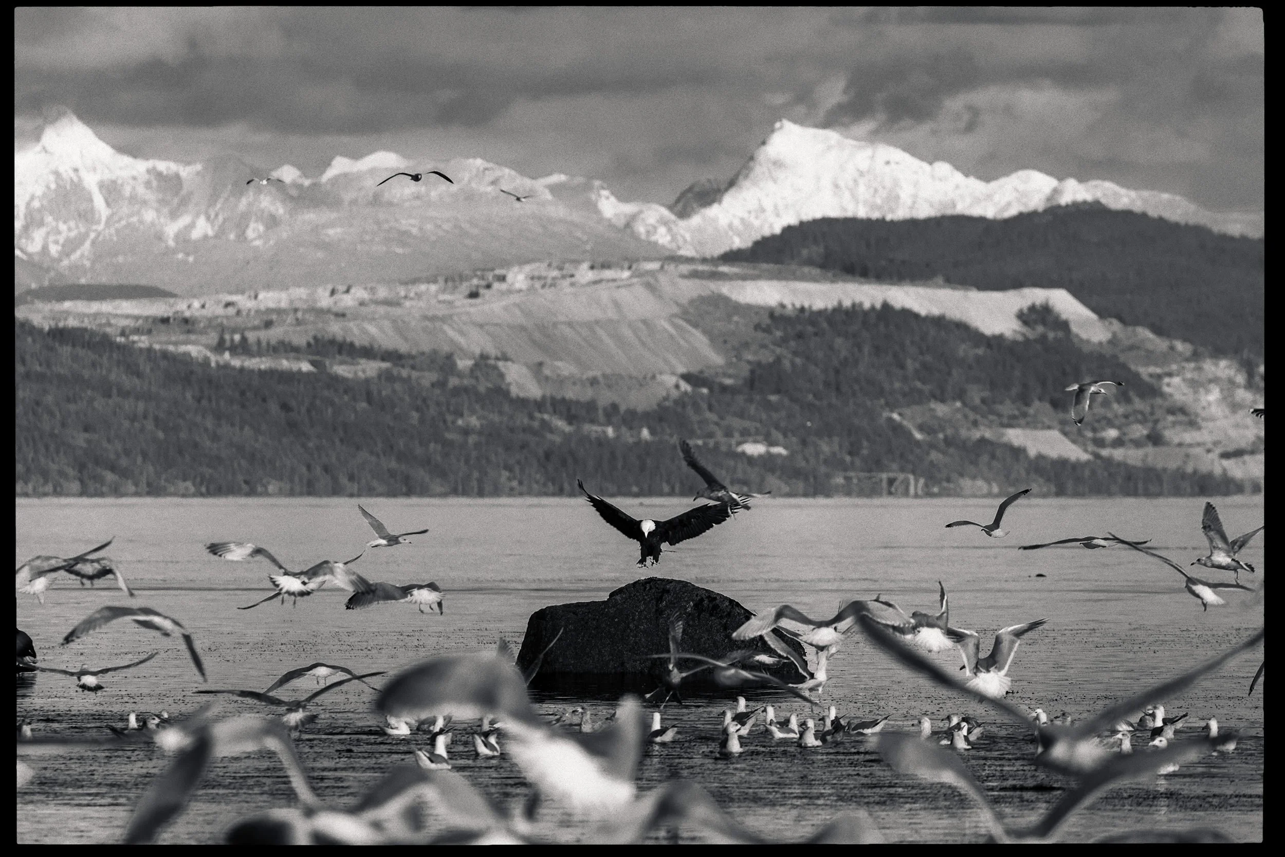 RFerand-20230315_R5_0970a-Pacific-Herring-Spawn-HD.jpg