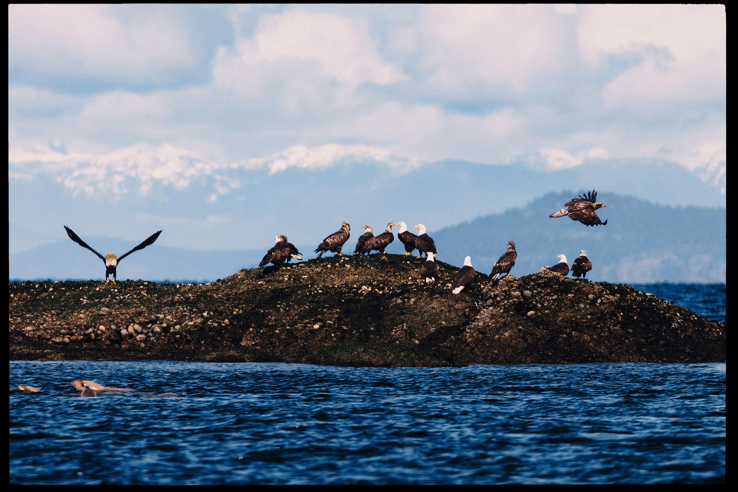 260322-RF-A2-0191-Bald-Eagles-Flora-Islet-HD.jpg