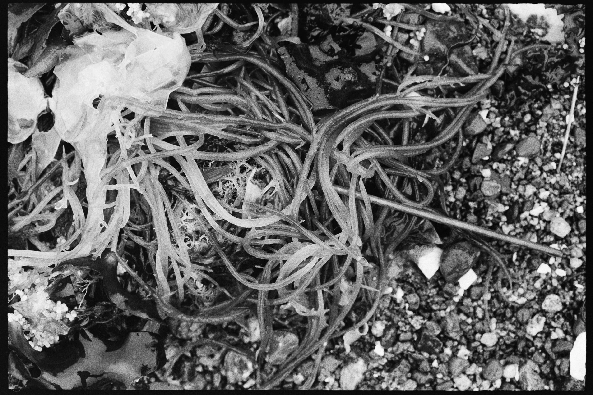 RFerand_BnW74_Elan7_Pan400(800iso)_03-Salish Details-SD.jpg