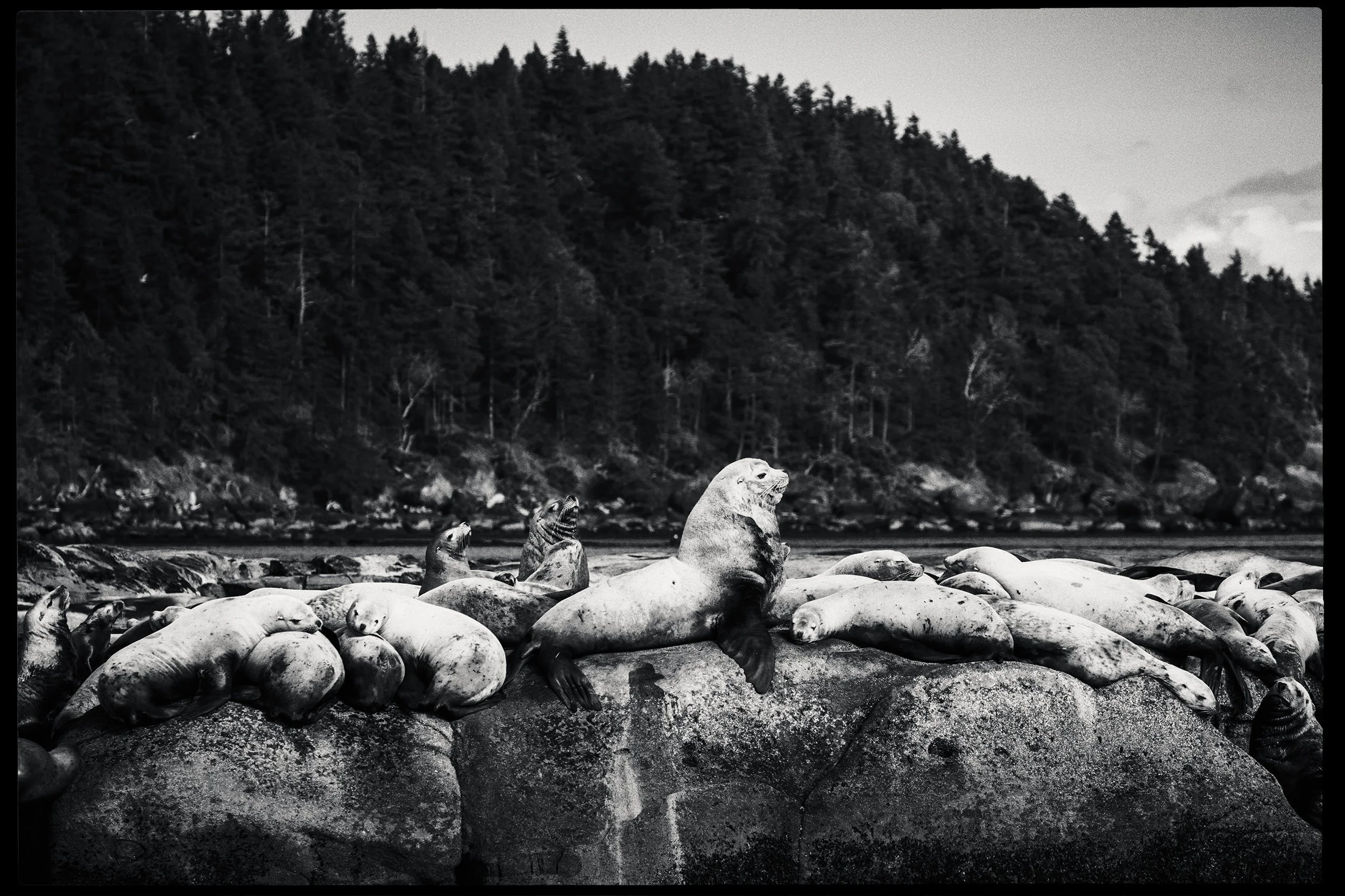260308_RF_A_5636-Edit-Steller and Californian Sea Lions-HD.jpg