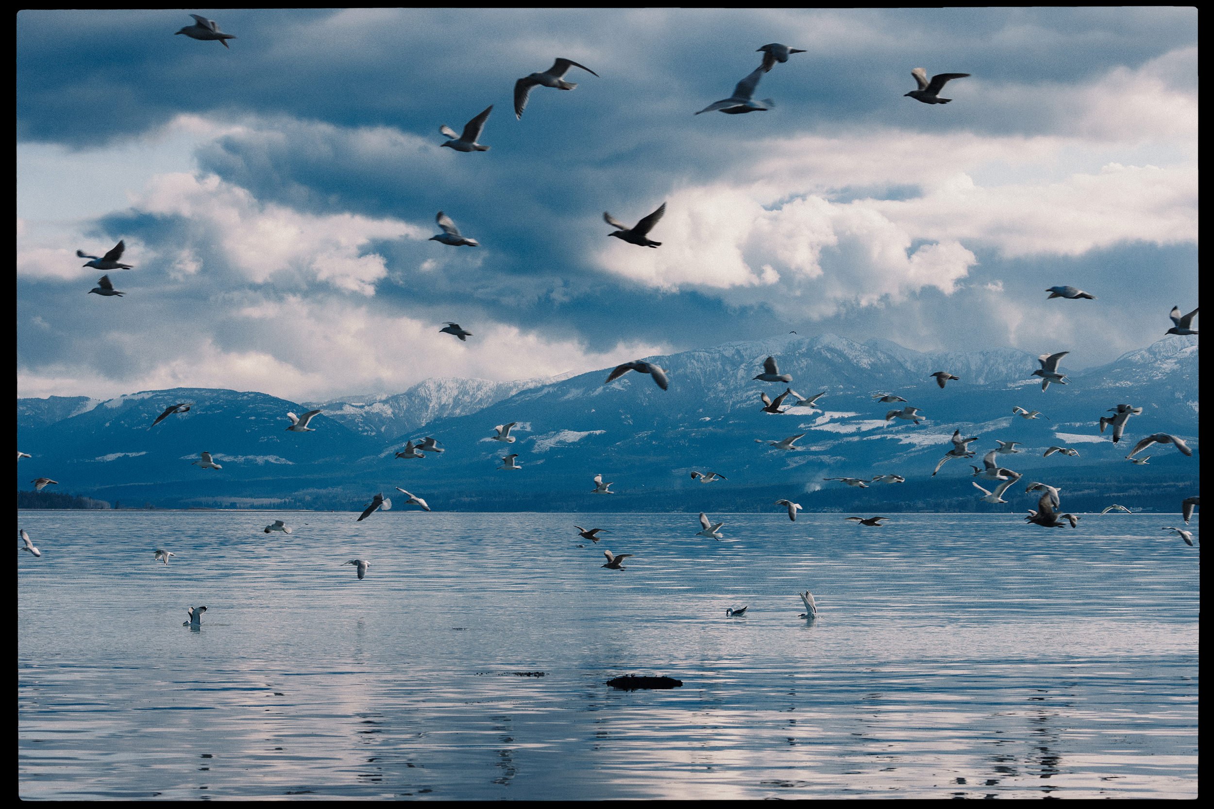 RFerand-20230315_R5_0944-Pacific-Herring-Spawn-HD.jpg