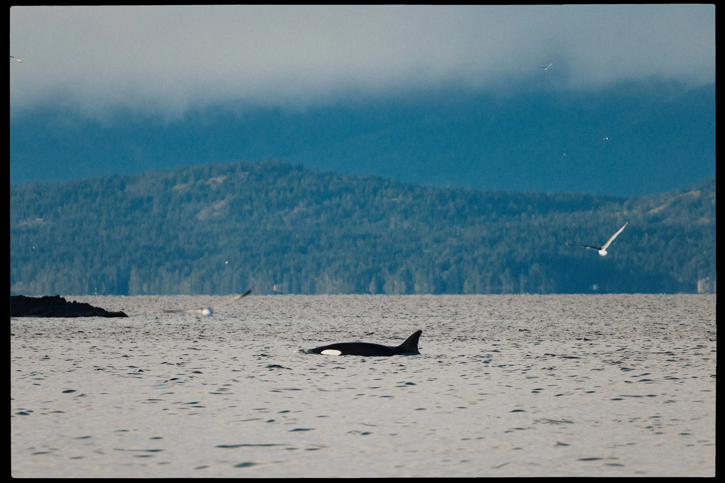 RFerand_20250313_R5_2416-Cottam Point - Nanoose Bay-HD.jpg
