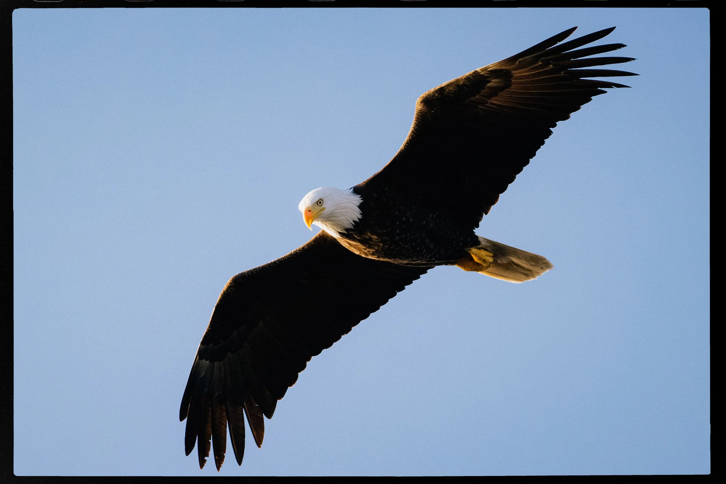 RFerand_20250527_R5_7540-CR3_DxO-Bald Eagle, Rocky Point-HD.jpg