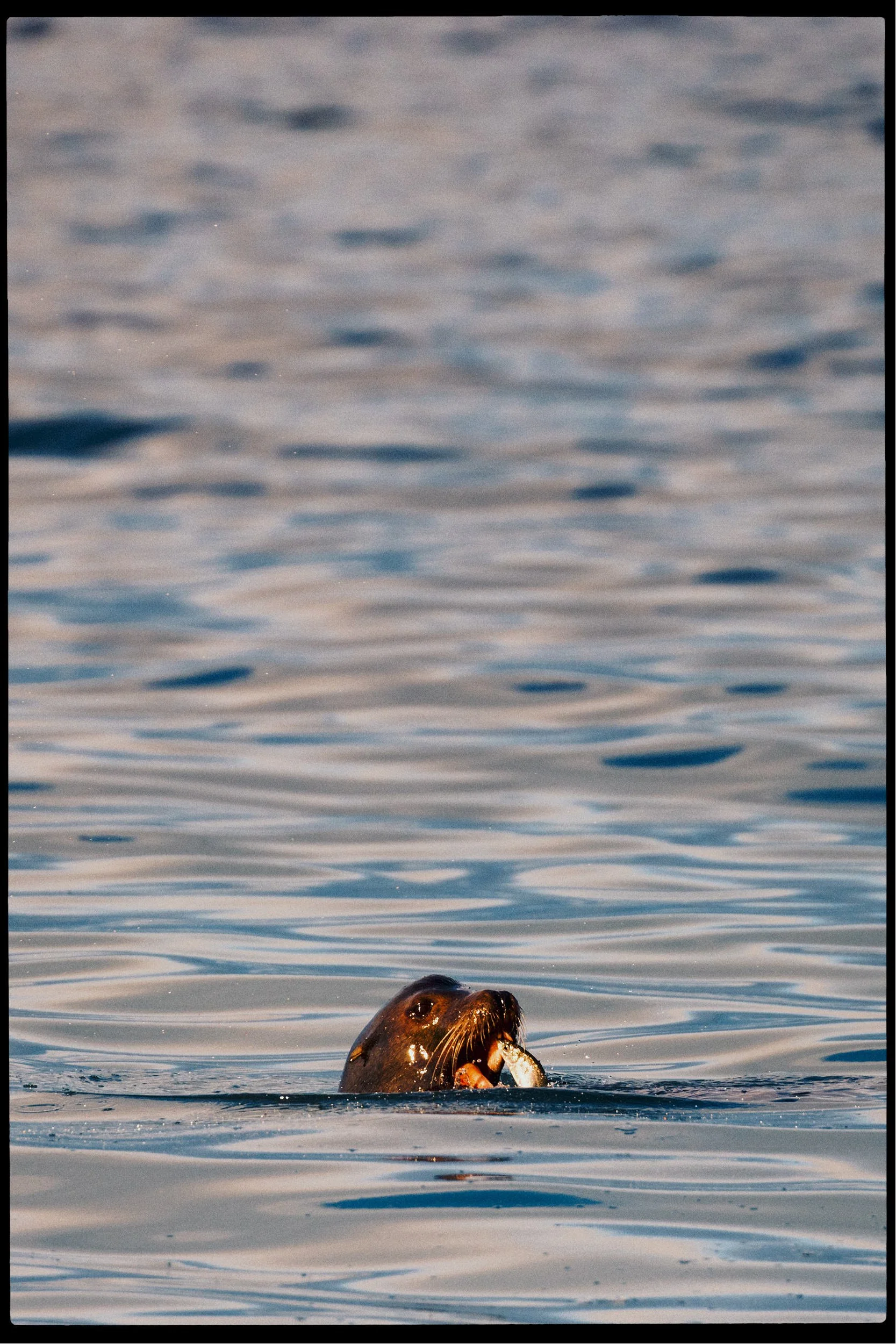 RFerand_20250313_R5_2475-Cottam Point - Nanoose Bay-HD.jpg