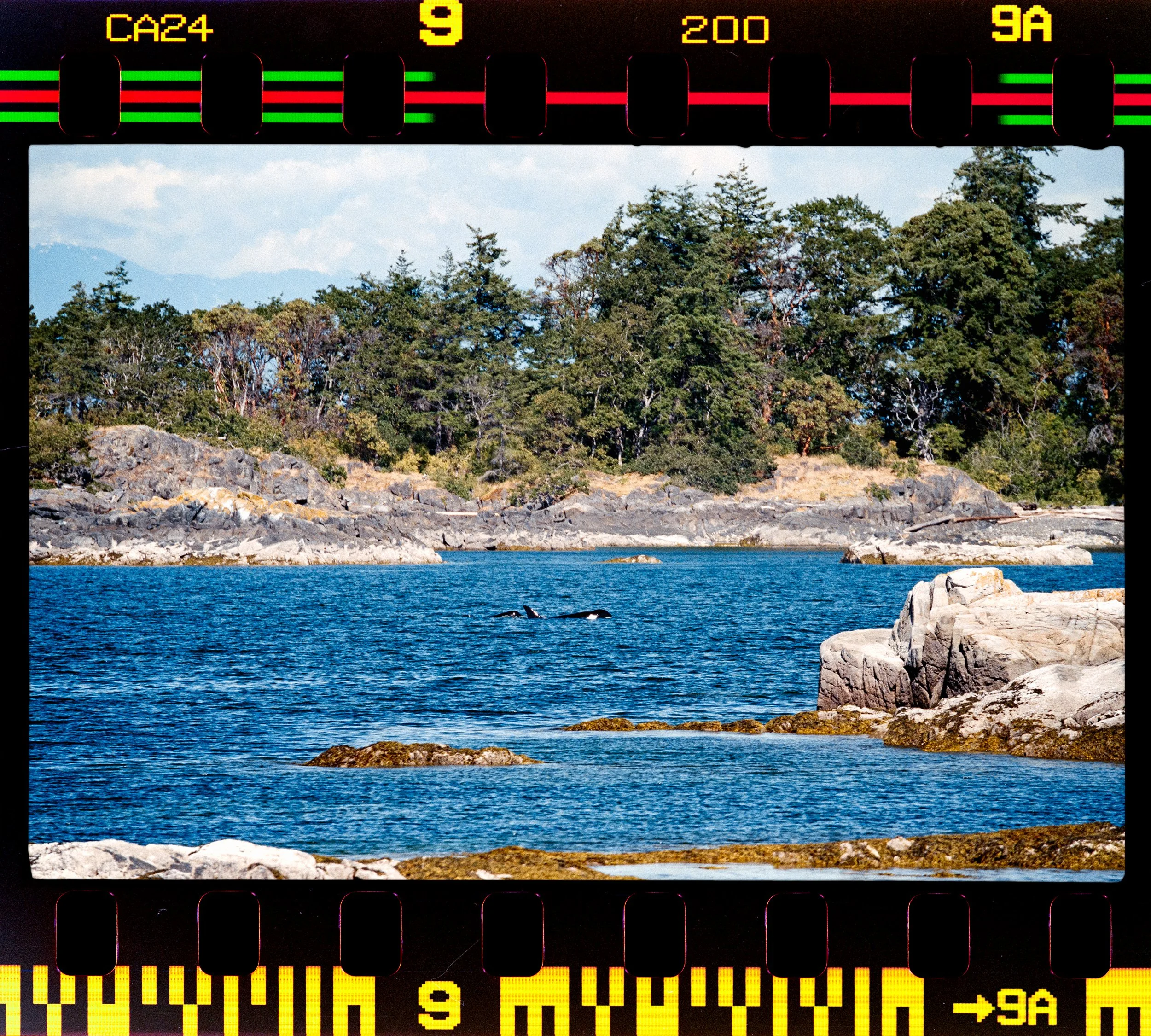 RFerand_C114-Elan7-Superia200_10-Edit-Orcas at Brickyard Park-HD.jpg