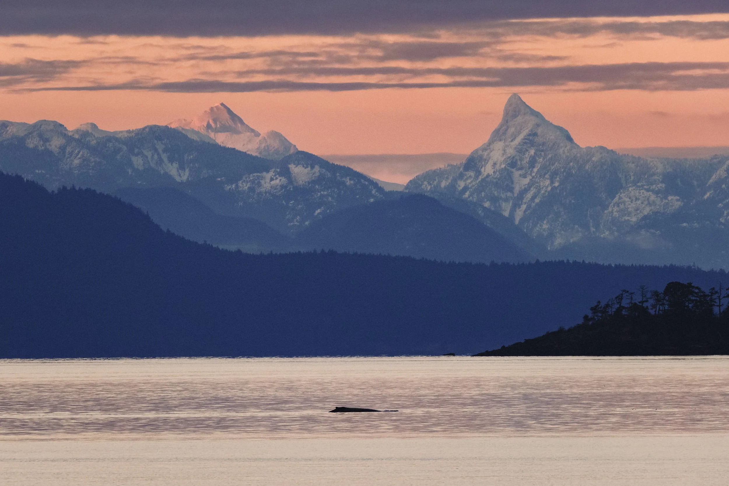 251229_RF_A1_Canon EOS R5 C_3627_Humpback - Oak Leaf Bay_SD.jpg