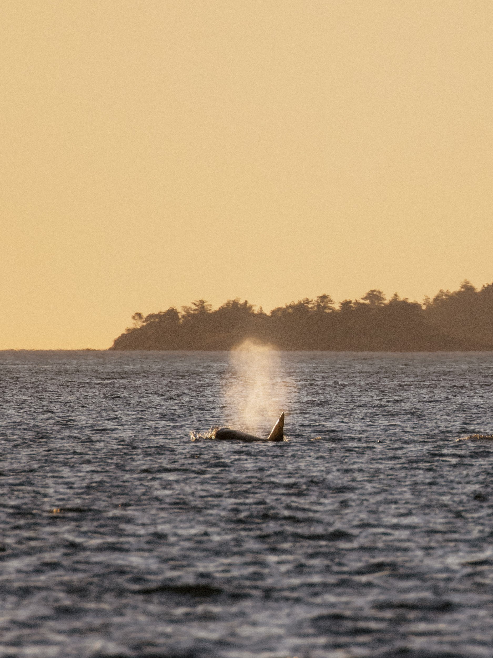 RFerand_20250716_R5_0516-DxO_Biggs Killer Whales - Lantzville_SD.jpg