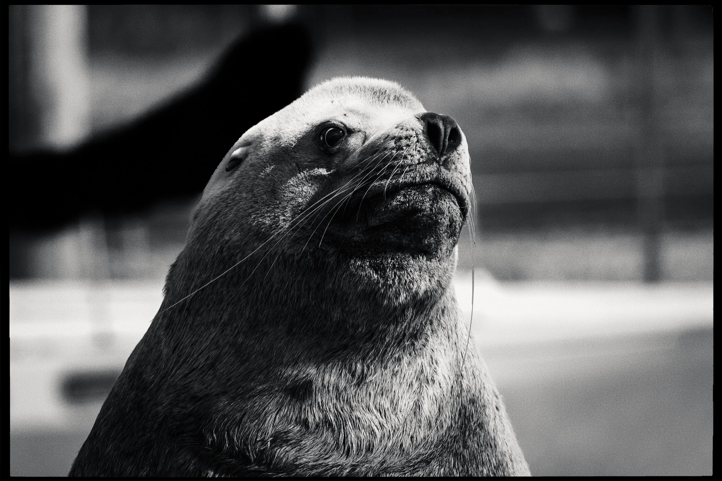 260322-RF-A3-0642-Edit-Sea-Lions-Fords-Cove-HD.jpg