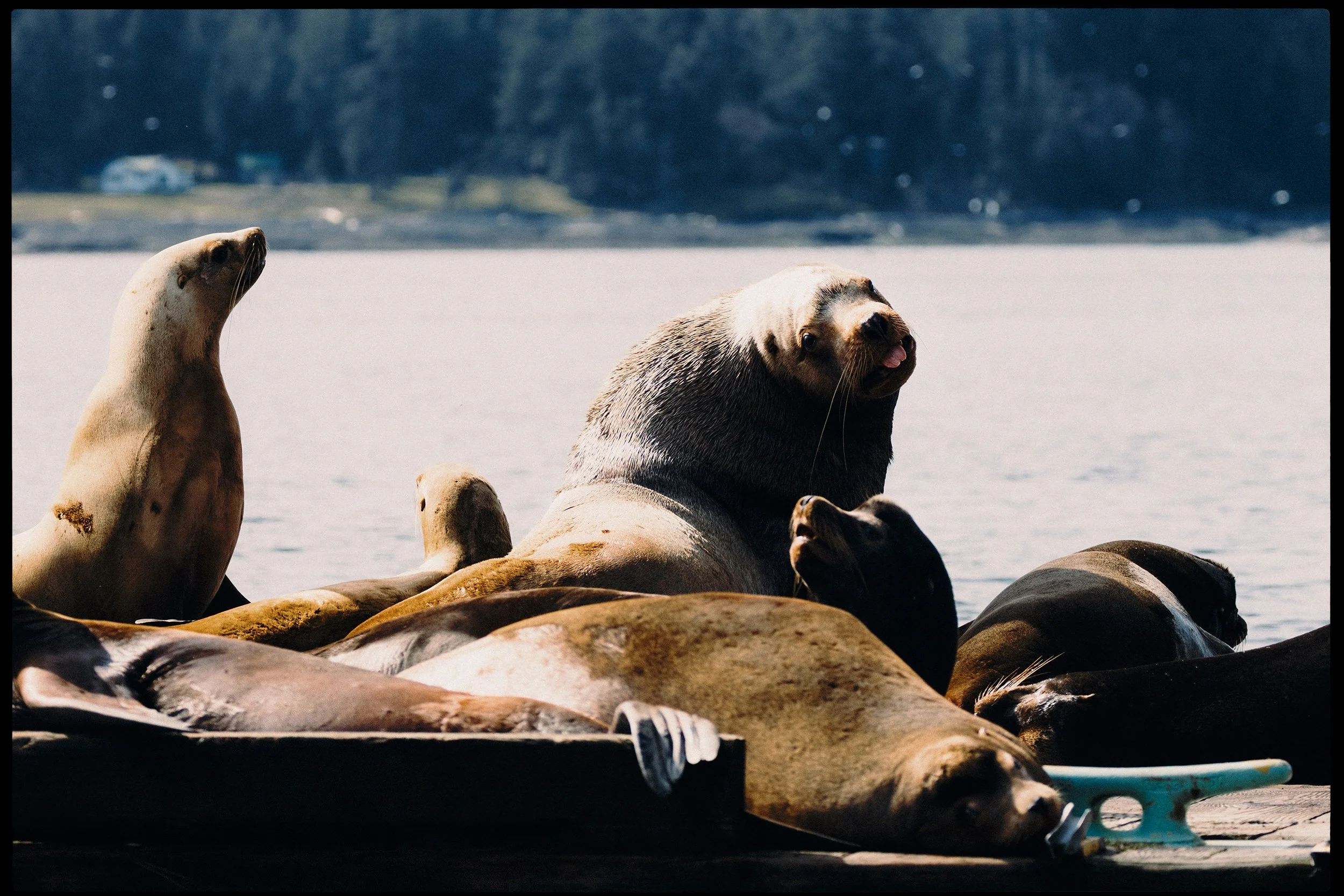 260322-RF-A3-0805-Sea-Lions-Fords-Cove-HD.jpg