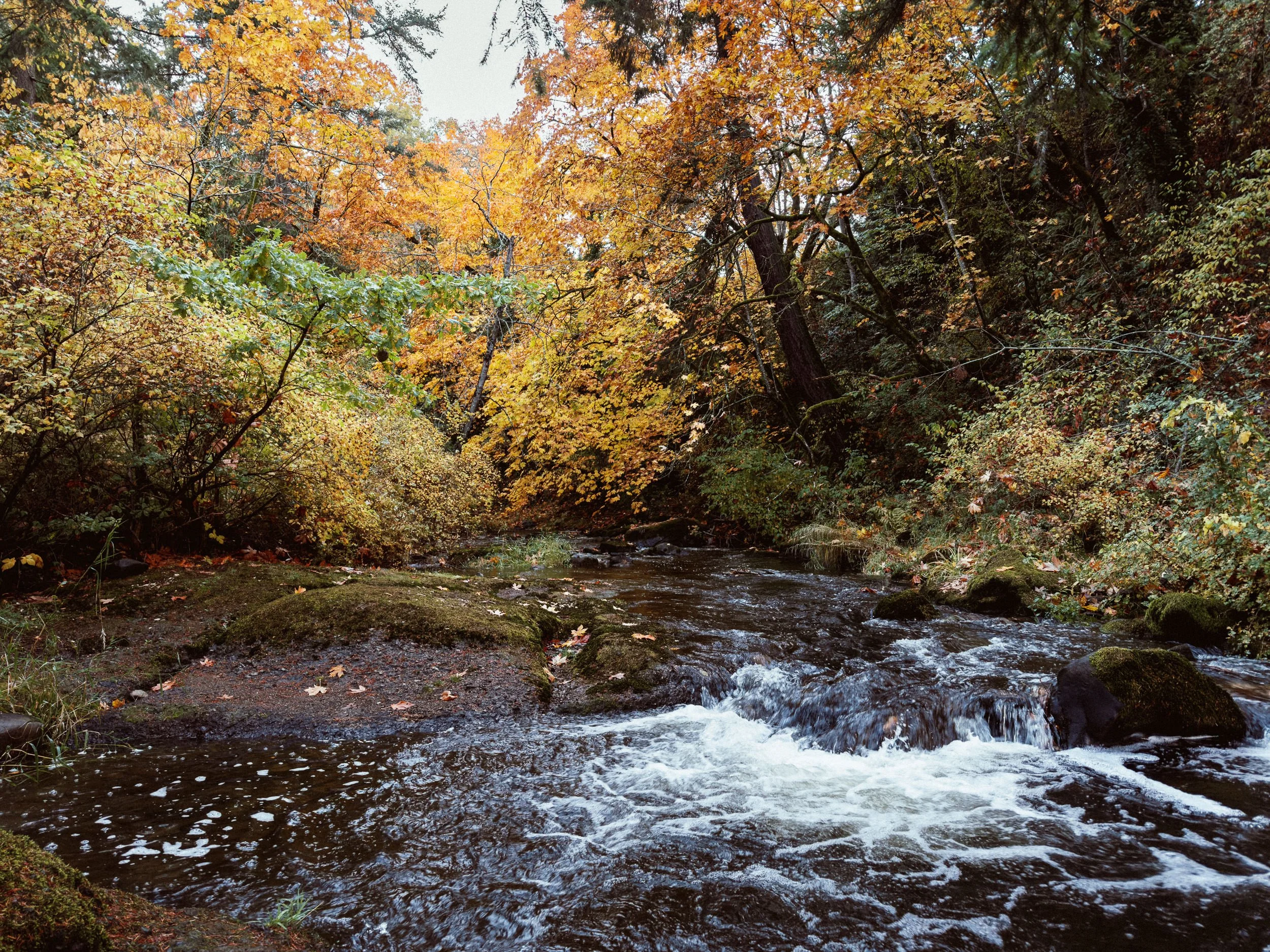 RFerand_20251026_IMG_0183_Bowen Park_SD_WEB.jpg