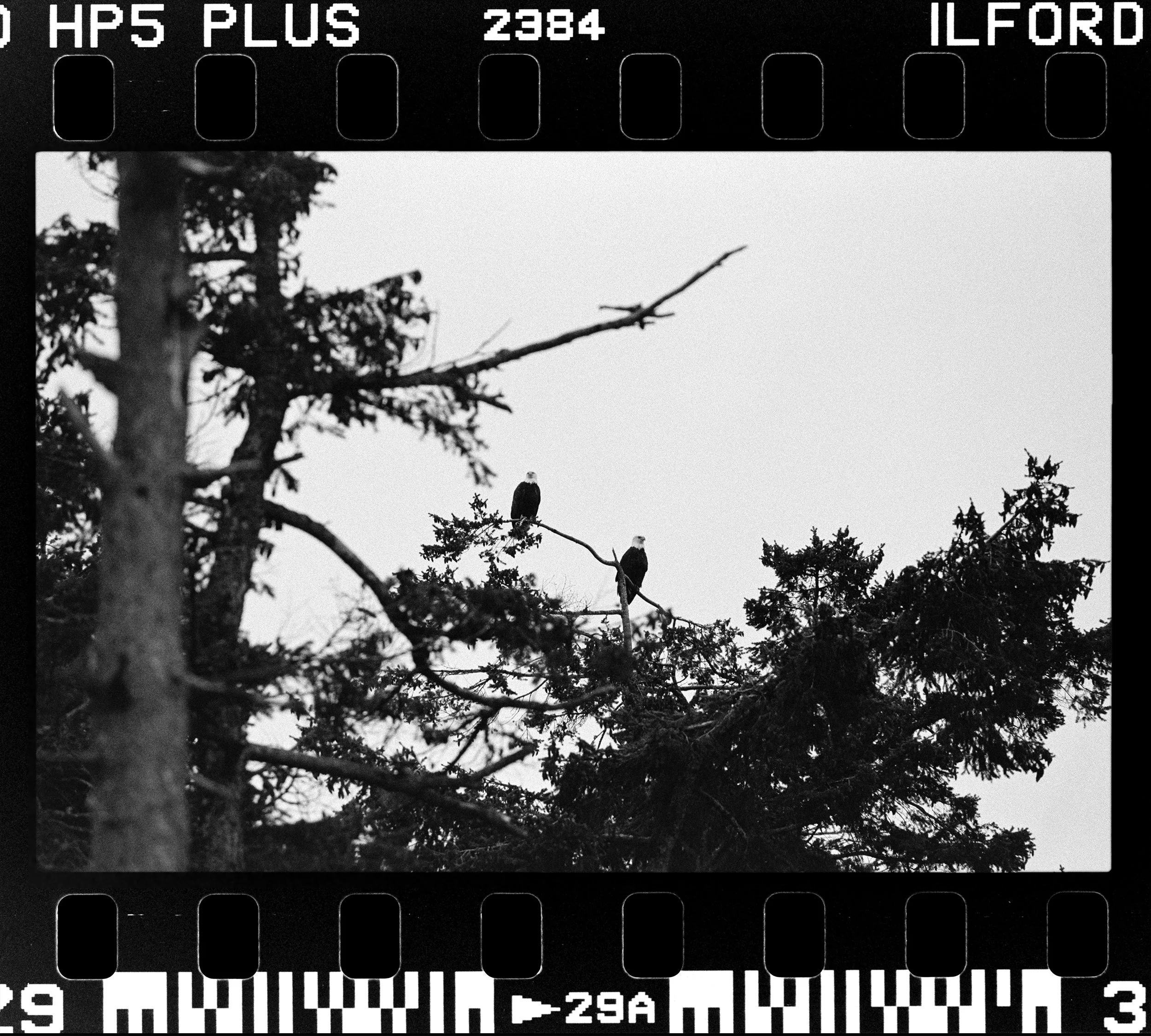 RFerand_BnW76_Elan7_HP5(800iso)_05-Herring Spawn - Norhwest Bay-HD.jpg