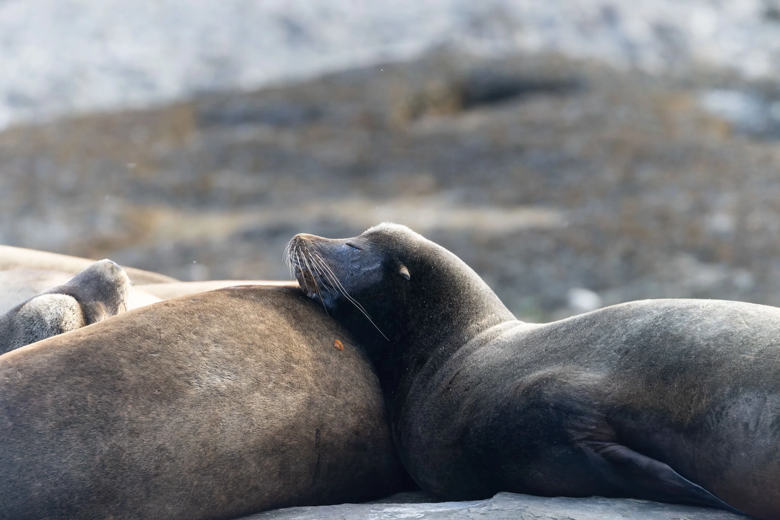 260307_RF_A_5234-DxO_DeepPRIME XD3--SD.jpg