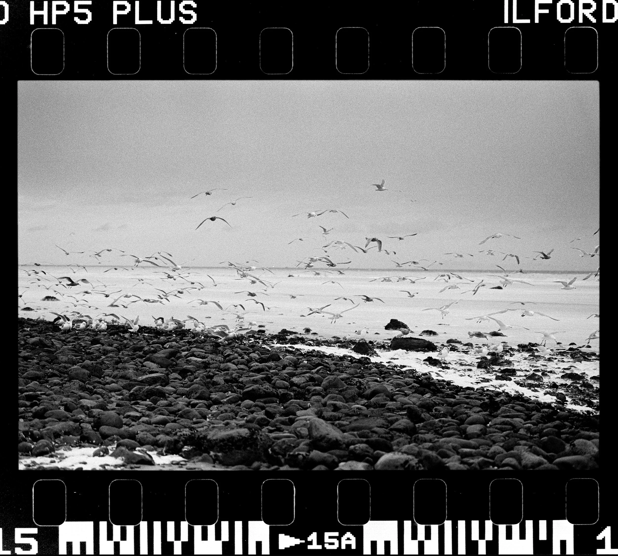 RFerand_BnW73_Elan7_HP5_08-Herring Spawn - Parksville-HD.jpg