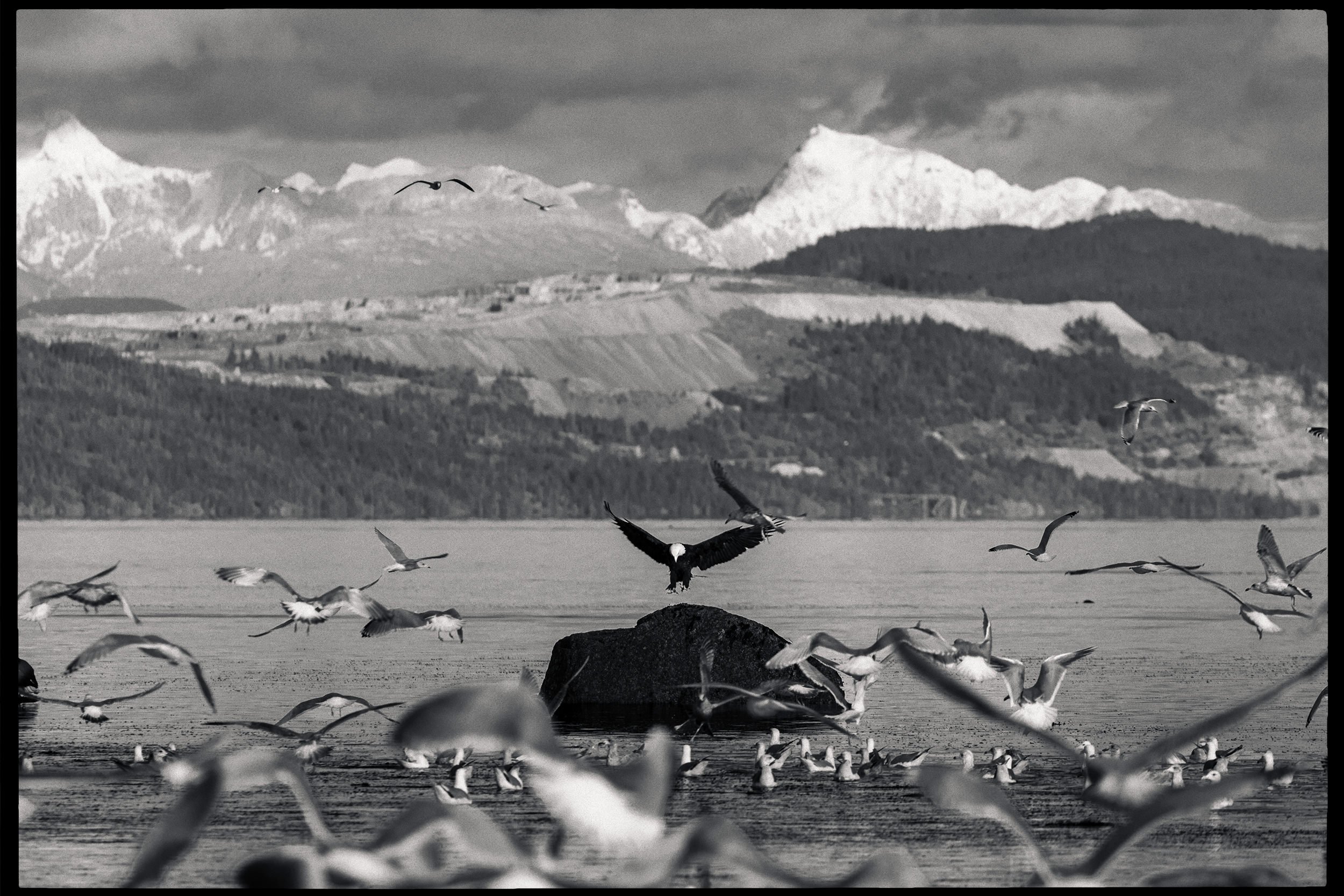 RFerand-20230315_R5_0970a-Pacific-Herring-Spawn-HD.jpg