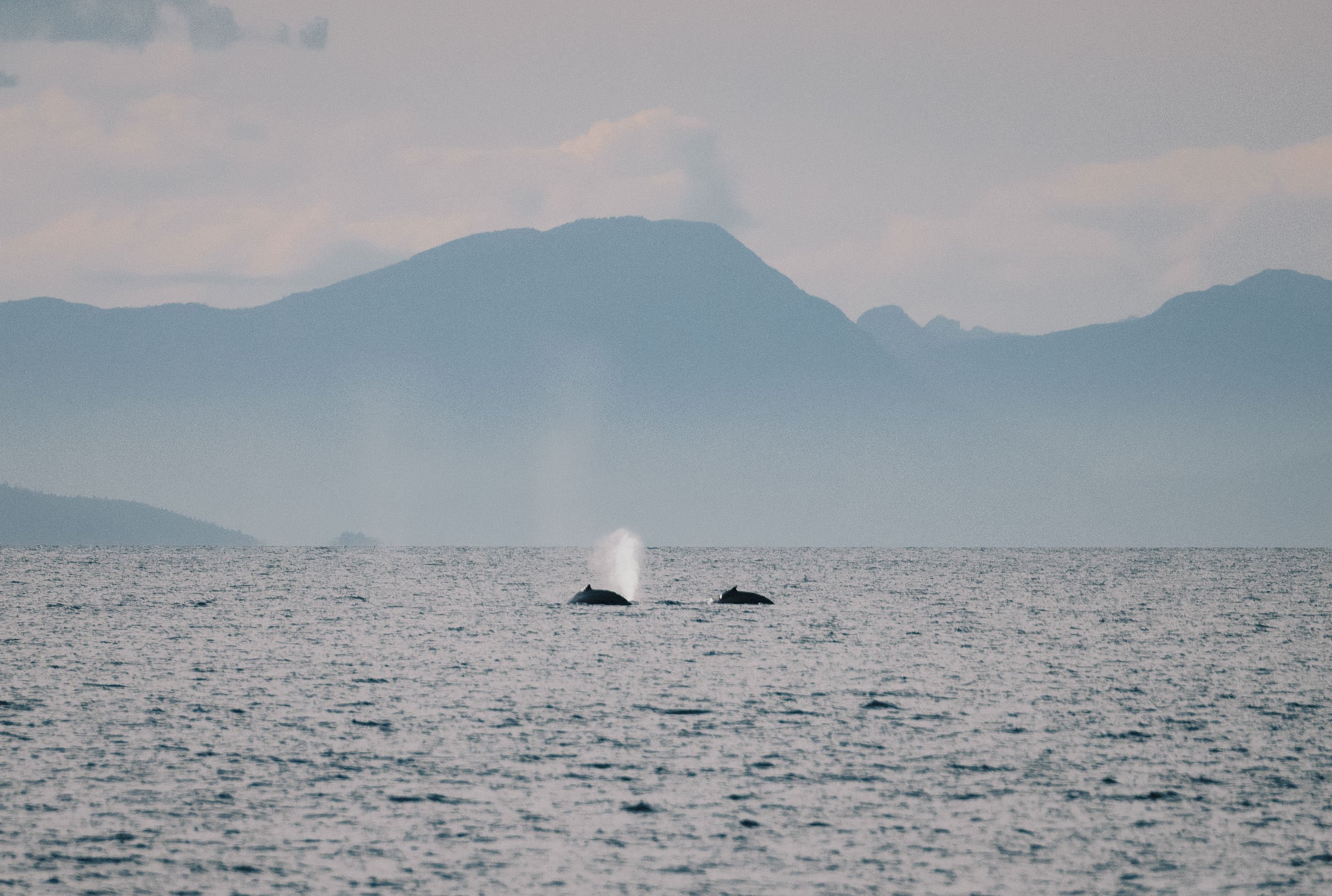 20250702-RFerand_20250702_R5_9473-DxO_Humpbacks - Neck Point Park_SD.jpg