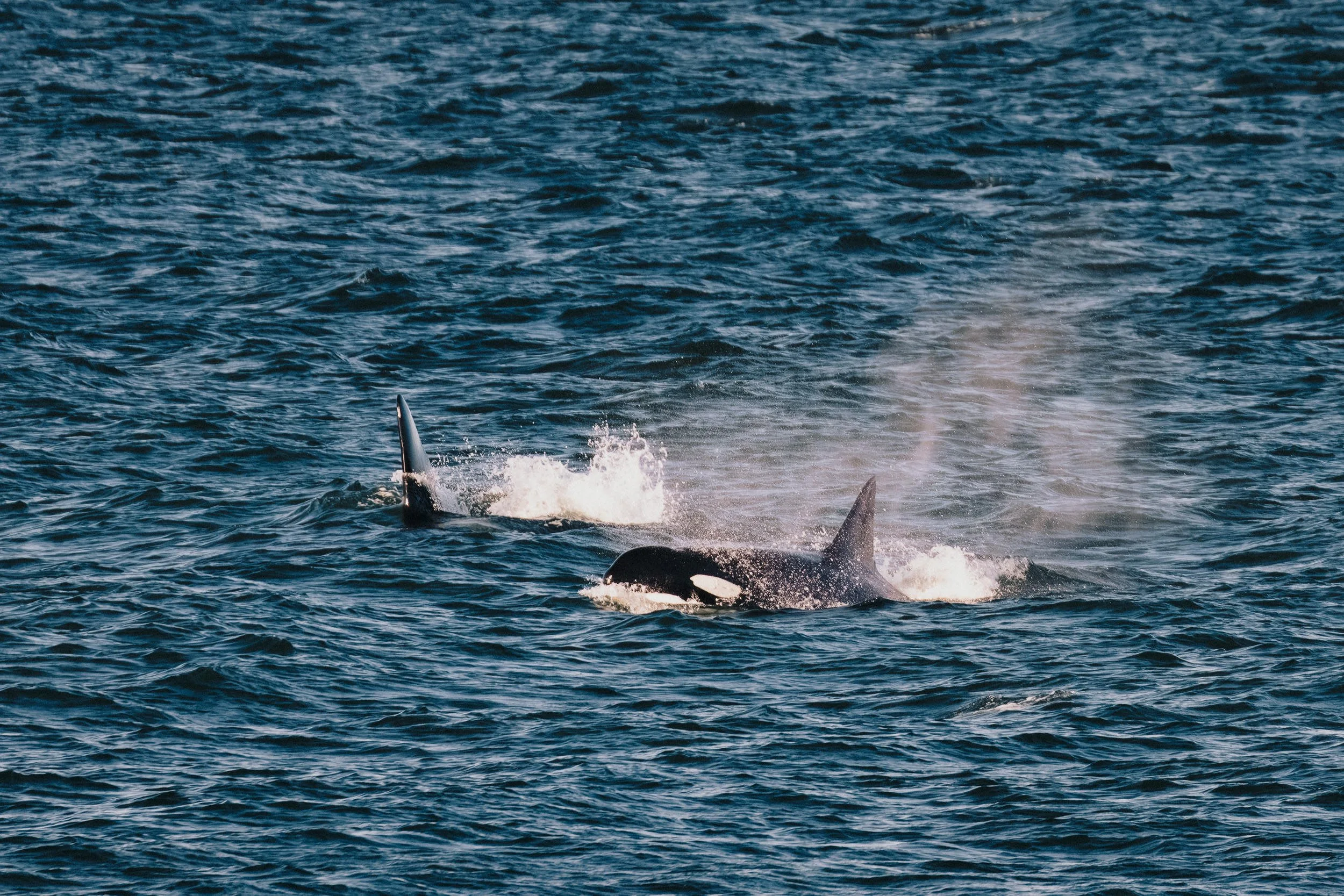 RFerand_20250716_R5_9823-DxO_Biggs Killer Whales - Rocky Point_SD.jpg