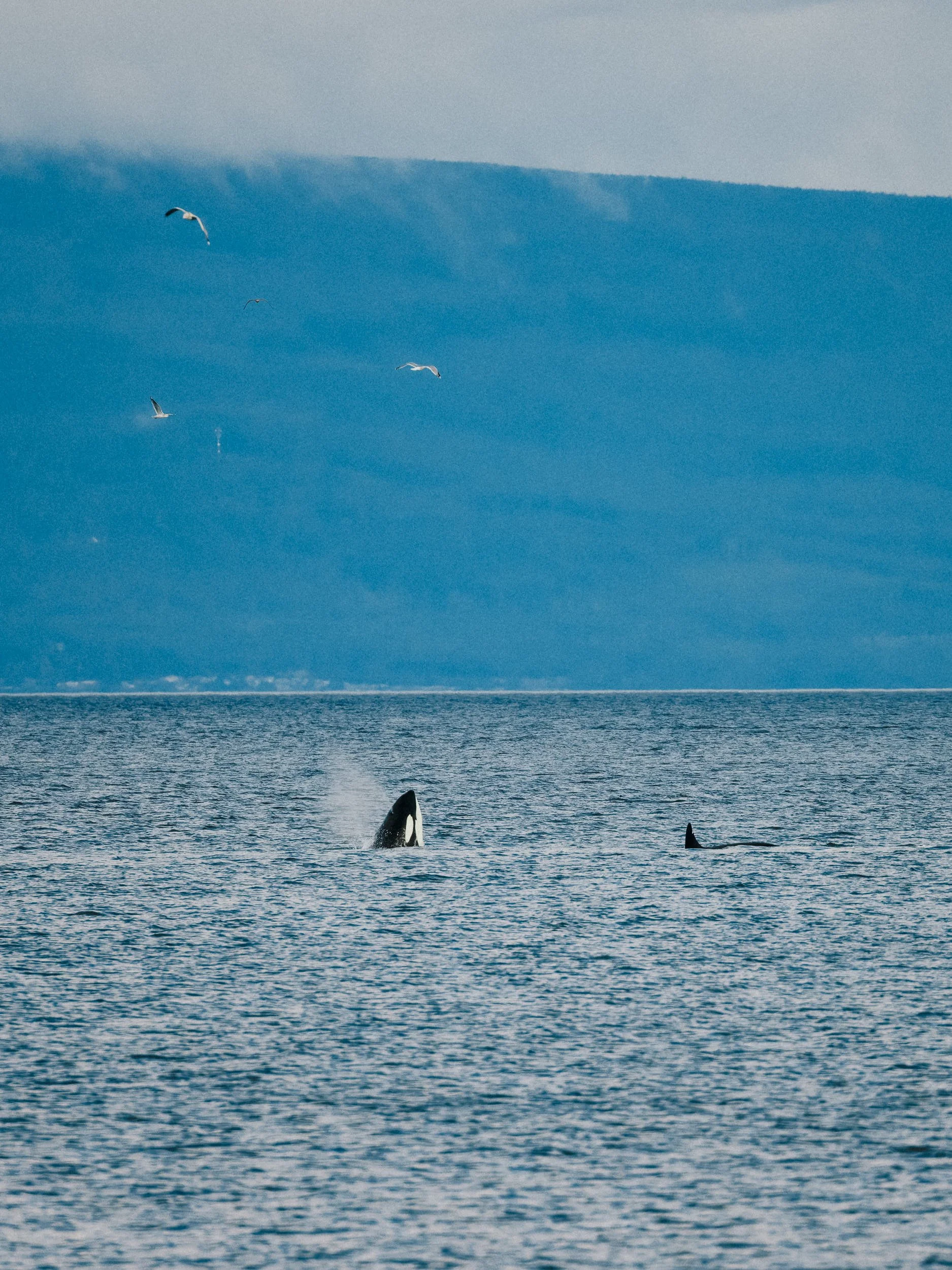 260104_RF_A_Canon EOS R5 C_3910-DxO_Killer Whales - Oak Leaf_SD.jpg