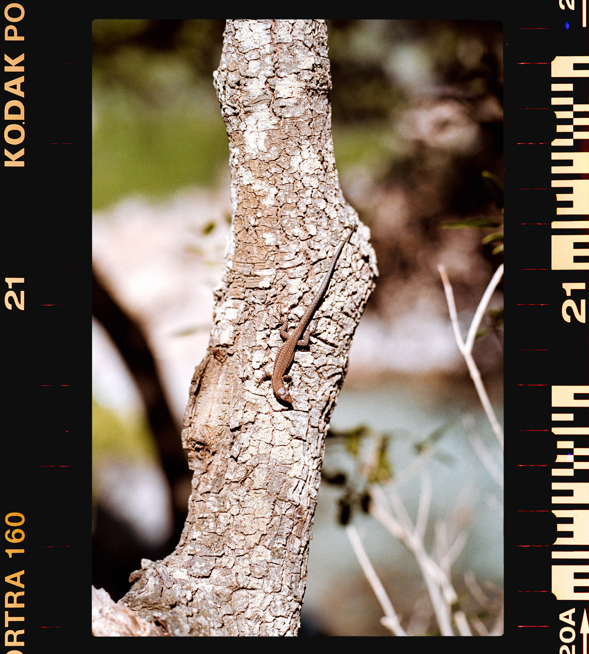 RFerand_C99_EF3T_Portra160_06-Edit-Port Cros-HD.jpg