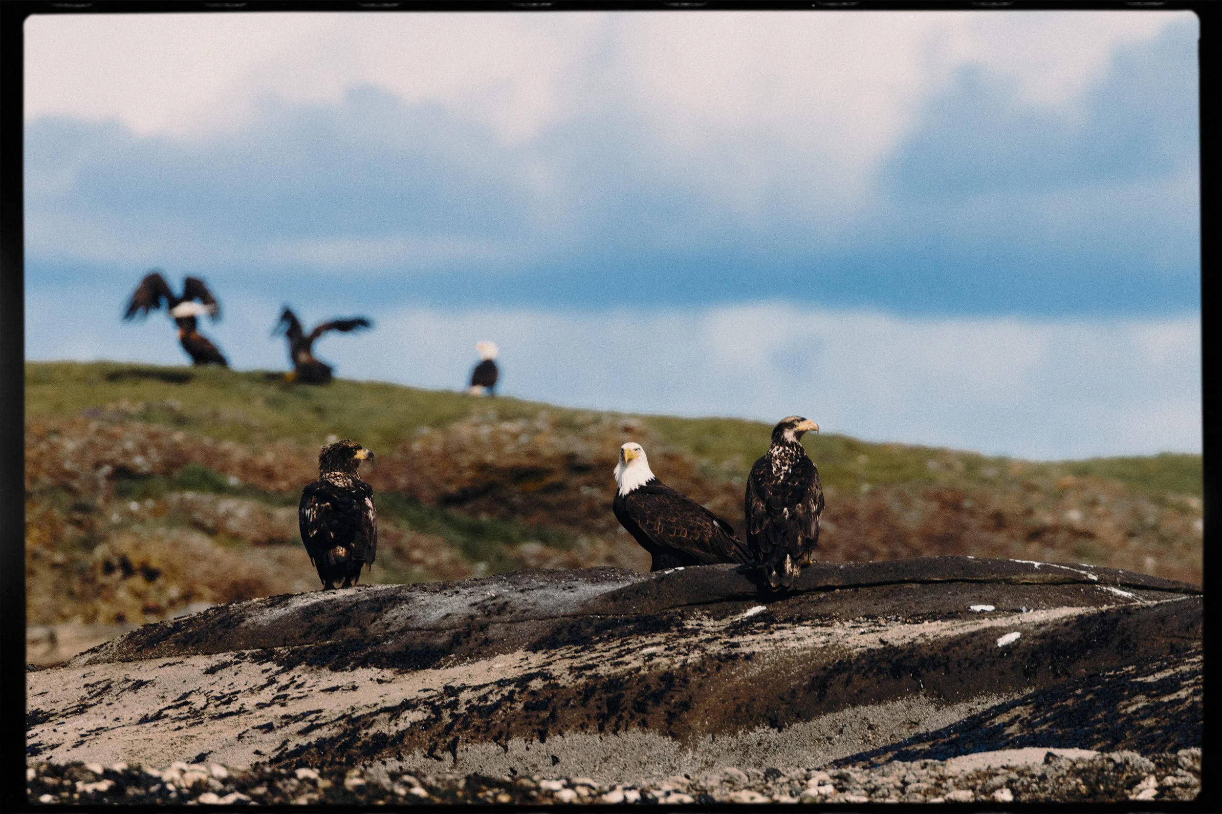 260322-RF-A3-0430-Bald-Eagles-Flora-Islet-HD.jpg