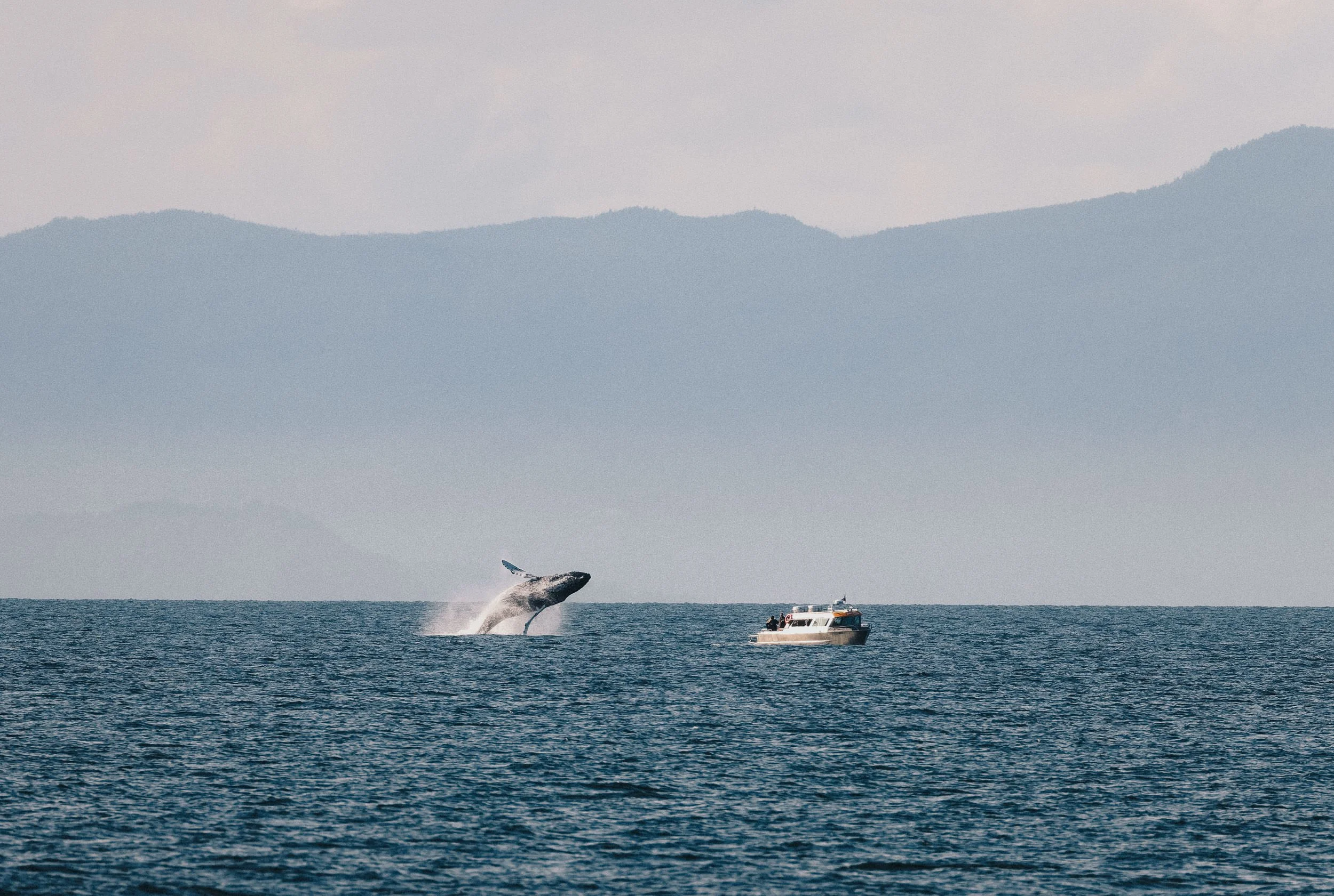 20250702-RFerand_20250702_R5_9288-DxO_Humpbacks - Neck Point Park_SD.jpg