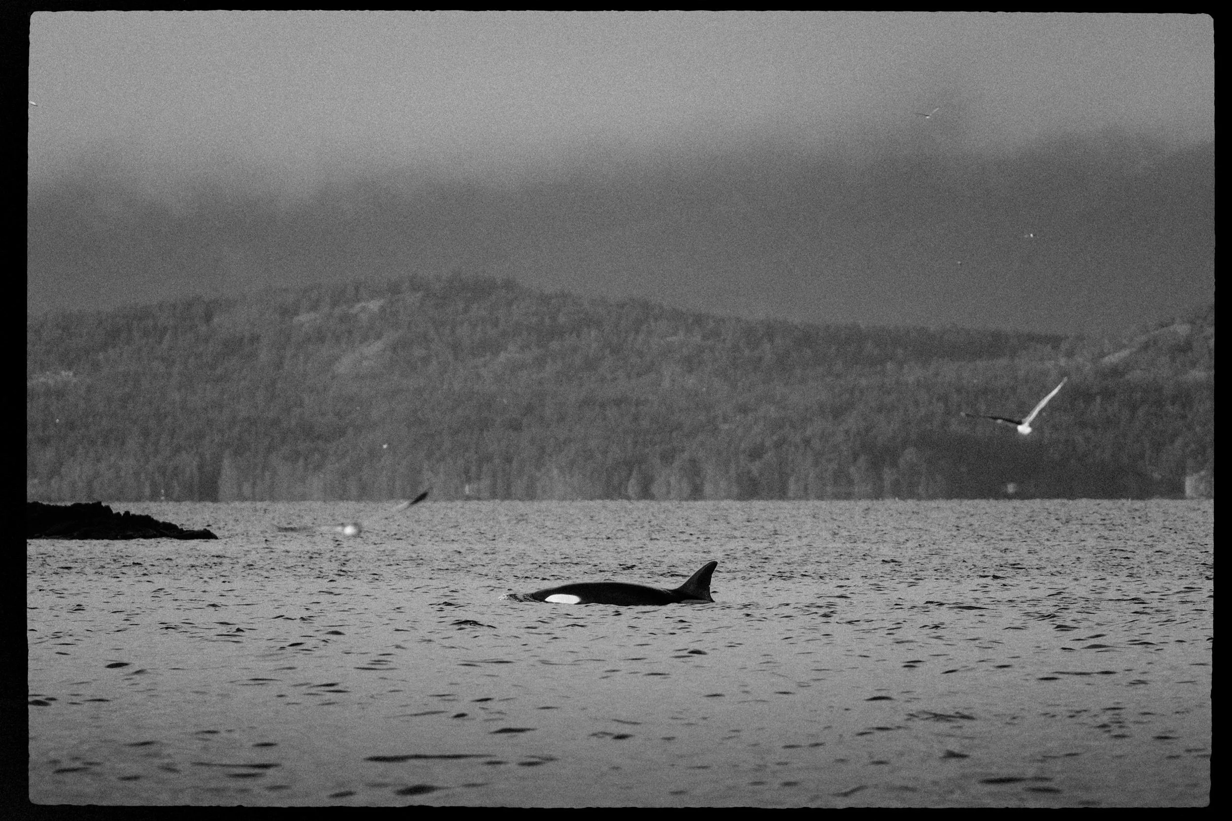 RFerand_20250313_R5_2416-Cottam Point - Nanoose Bay-HD.jpg