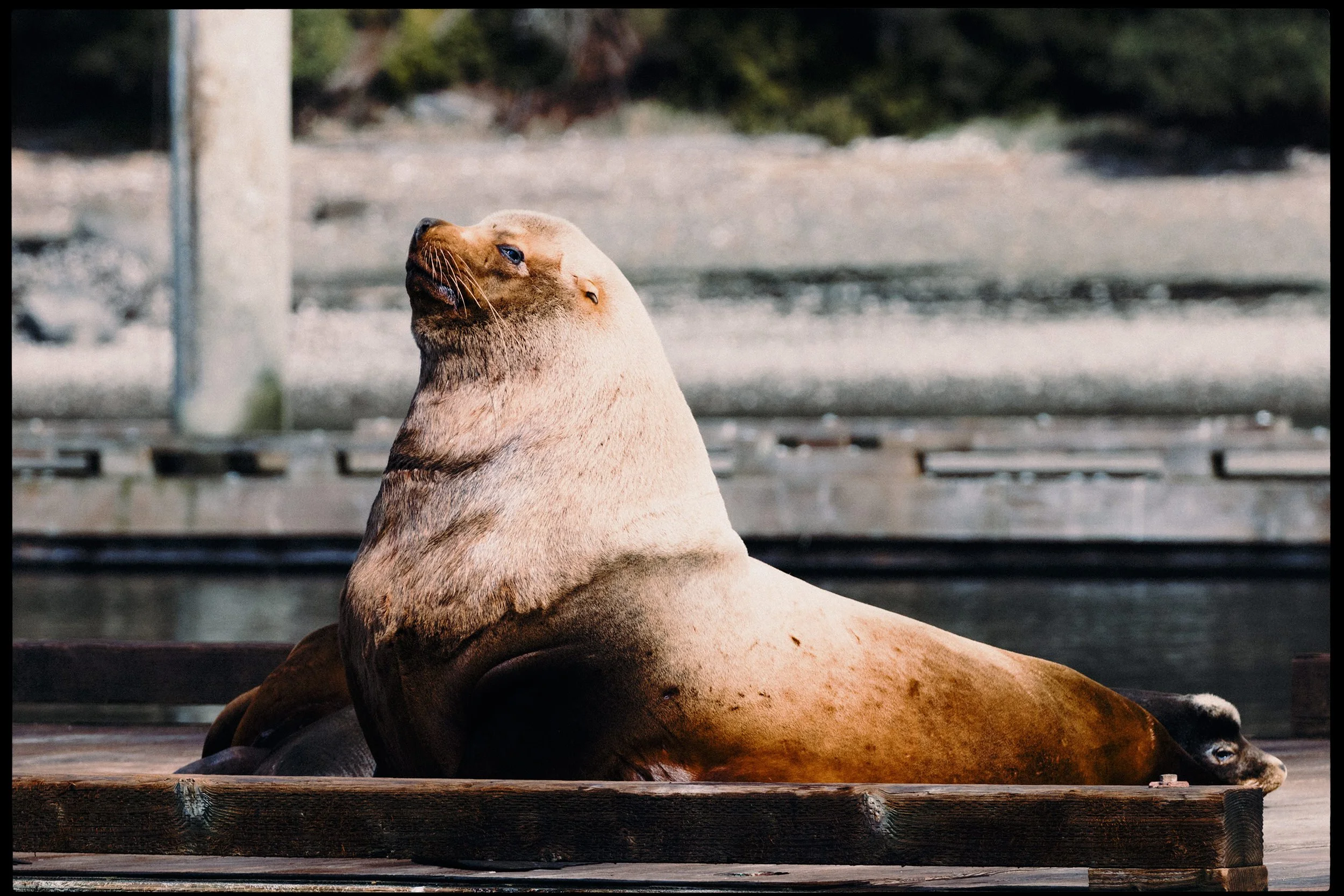 260322-RF-A3-0688-Sea-Lions-Fords-Cove-HD.jpg