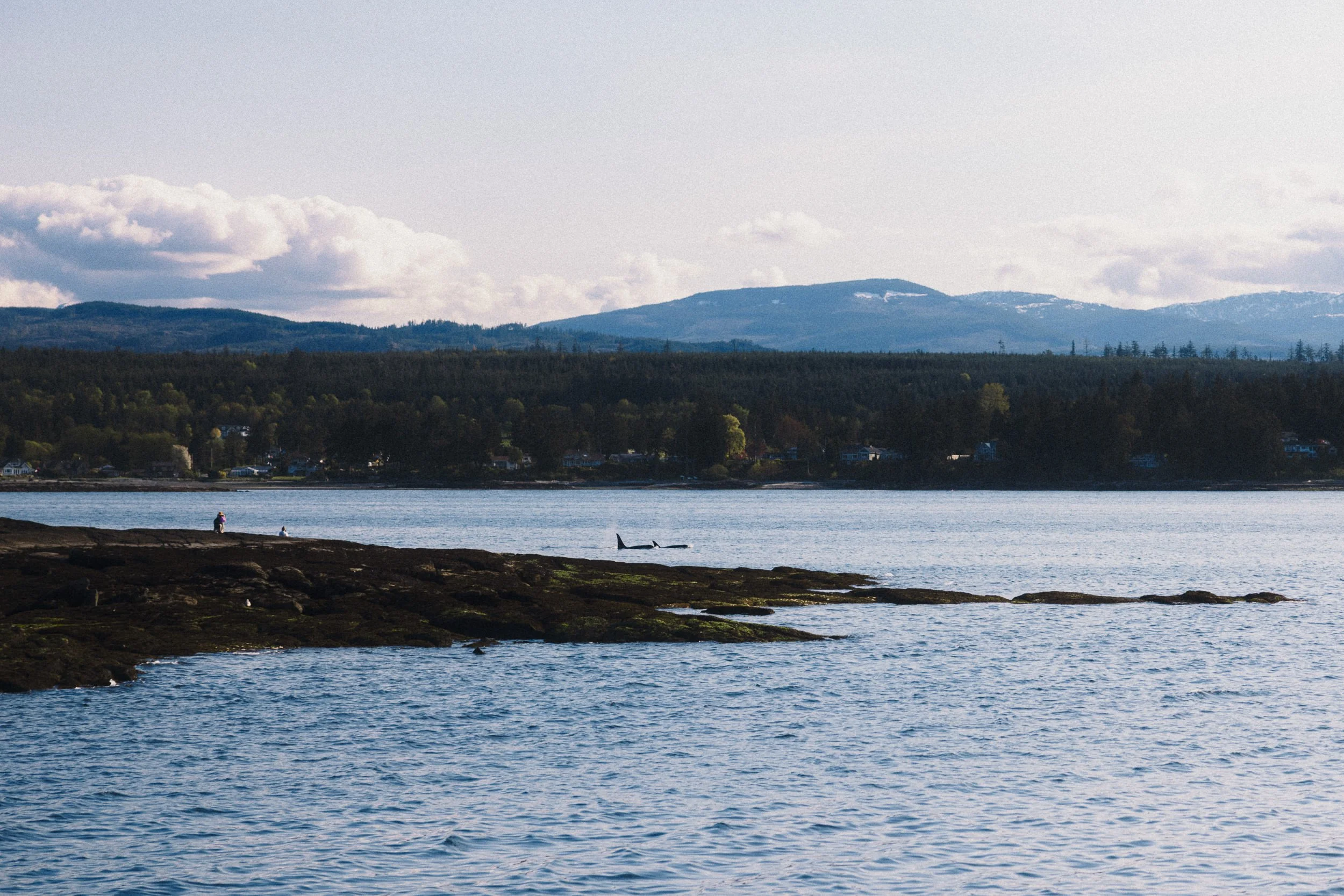 RFerand_20250422_R5_6342_SRKW at Beachcombers_SD.jpg