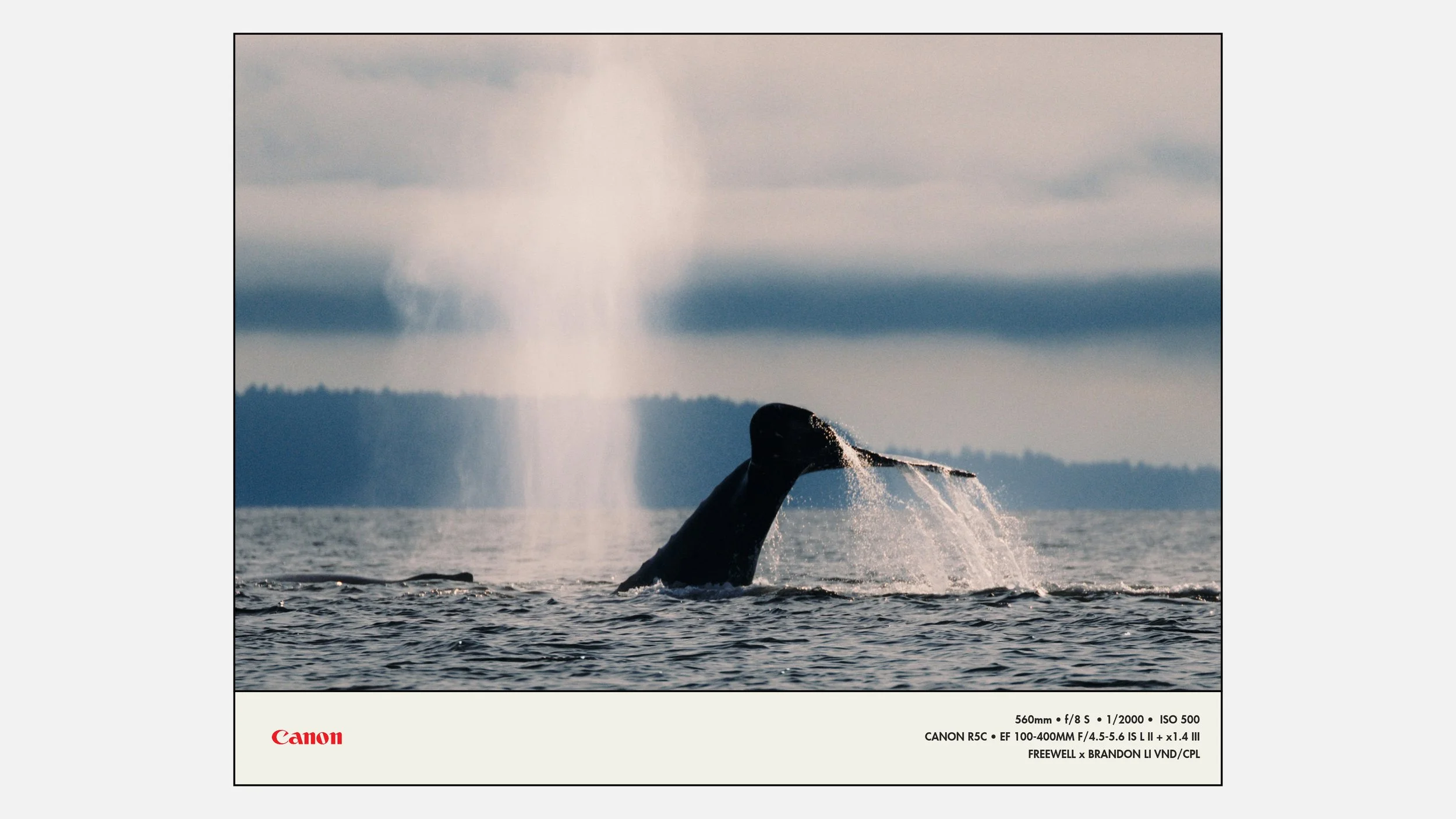 Whale.jpg
