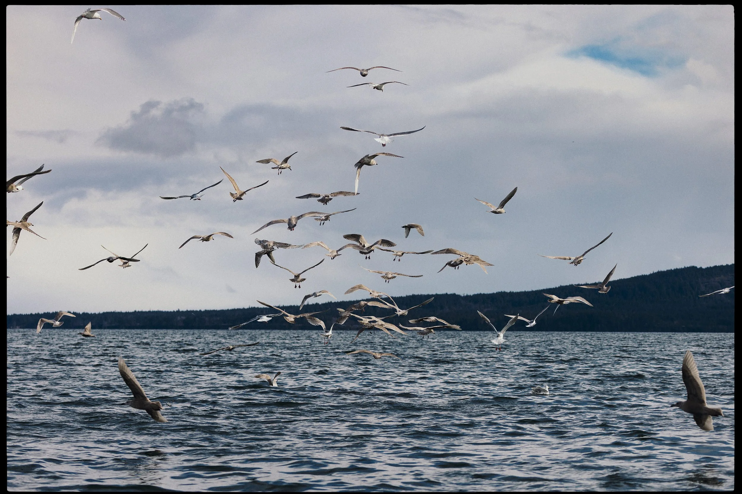 RFerand_20250313_R5_1666-Salish Sea Herring Adventure-HD.jpg