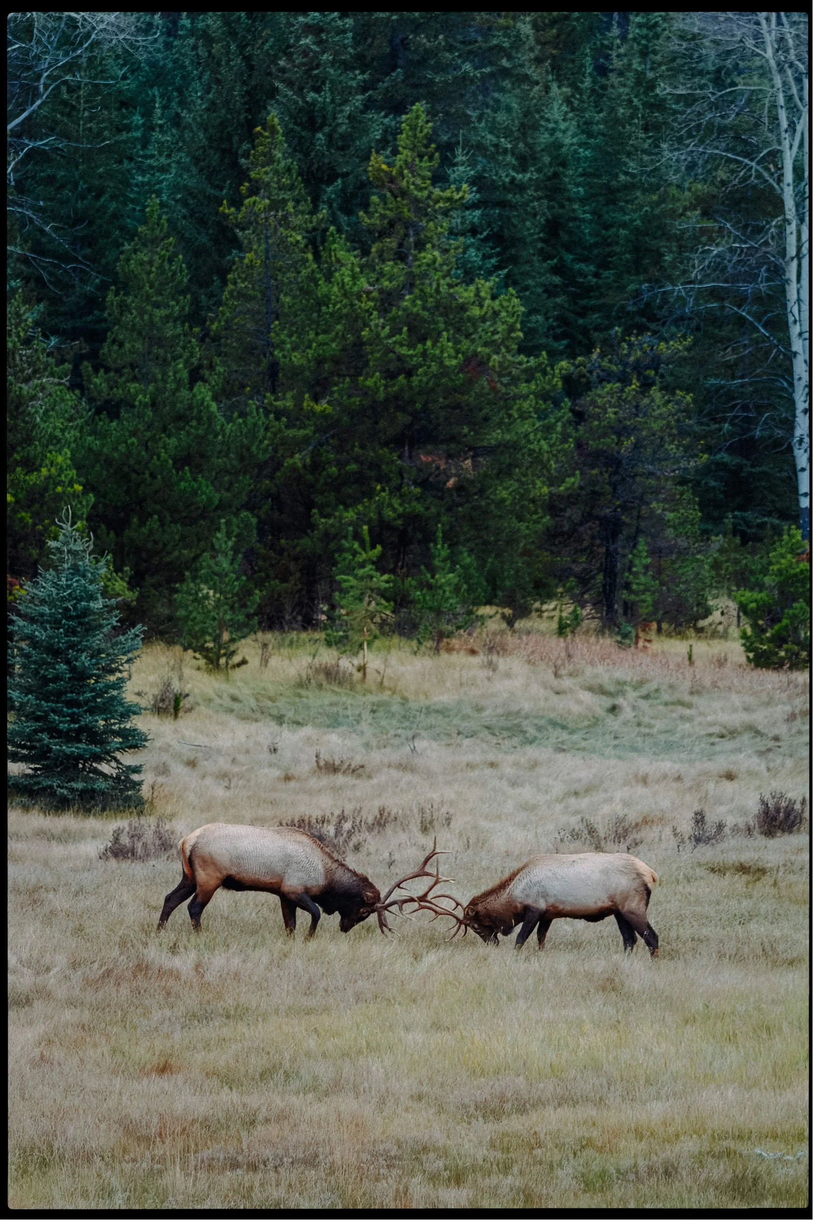 RFerand-01102016__MG_0192-dng_DxO-Banff National Park-HD.jpg