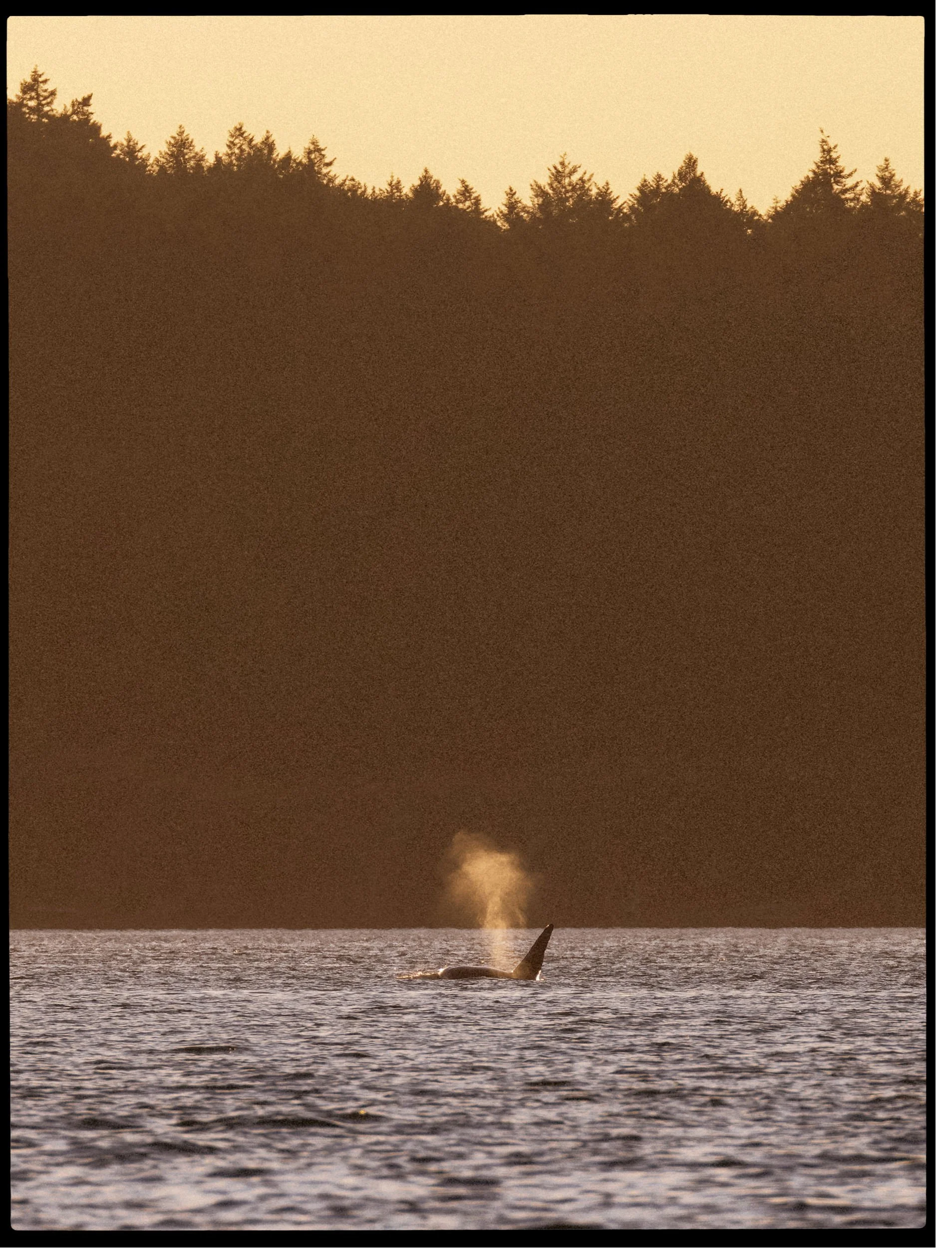RFerand_20250716_R5_0608-DxO-Biggs Killer Whales - Lantzville-HD.jpg