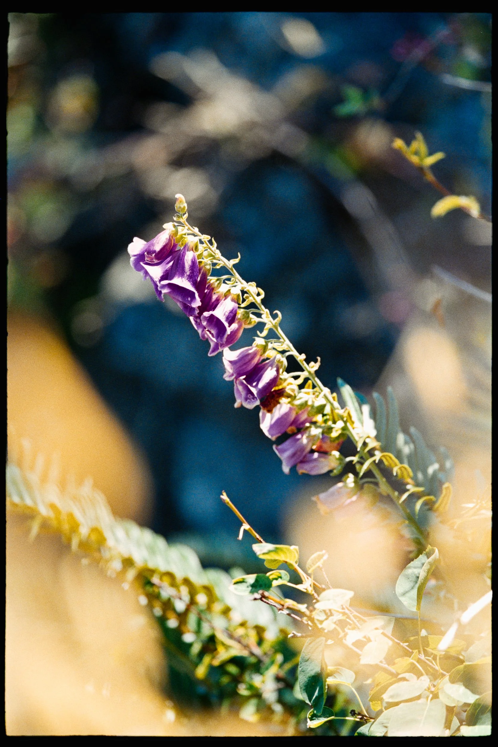 RFerand_C114-Elan7-Superia200_03_Rocky Point_SD_WEB.jpg