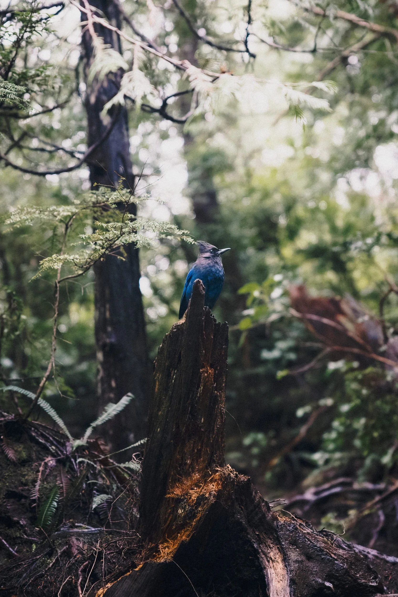 RFerand_20250324_R5_4879-CR3_dxo_Radar Hill, Tofino_SD_WEB.jpg