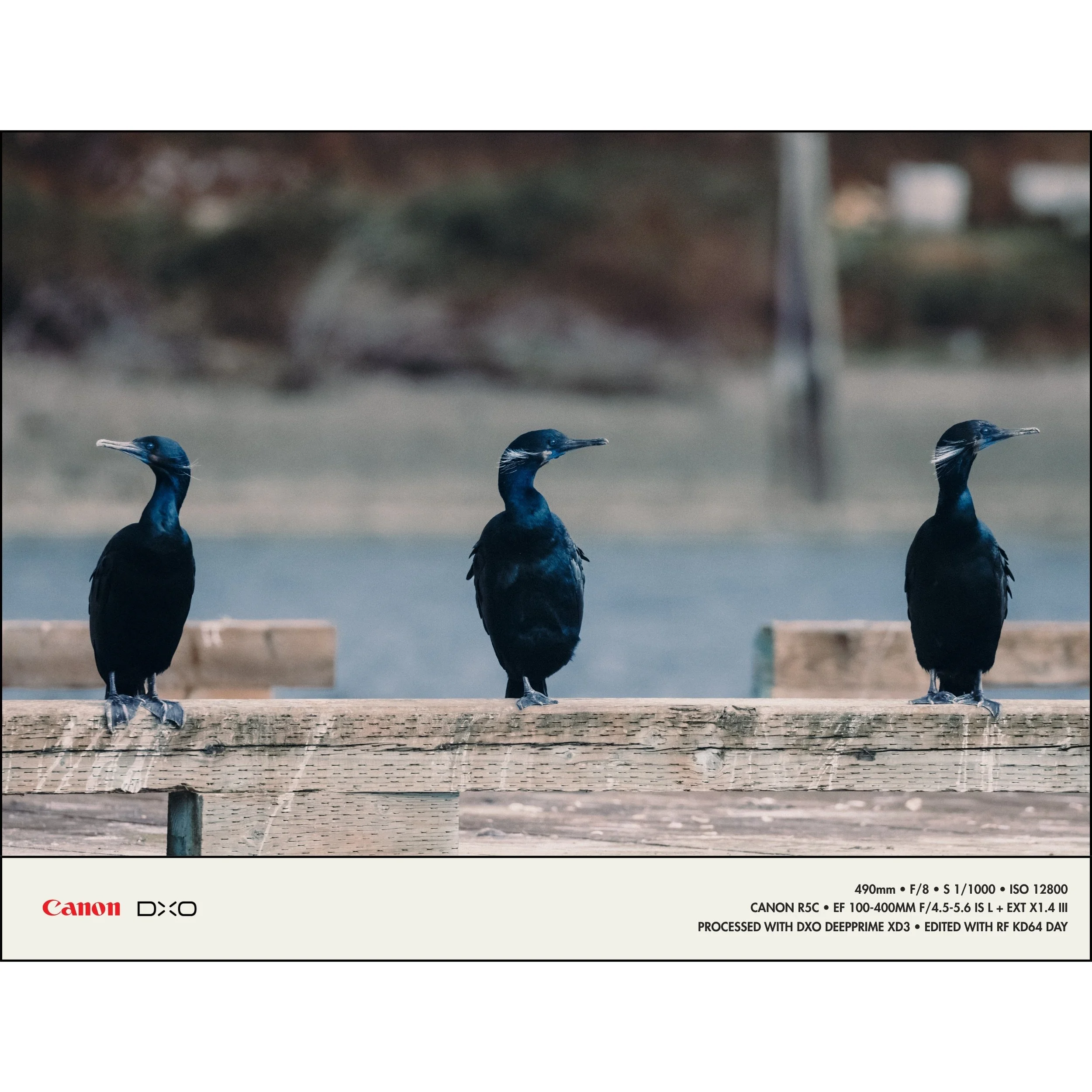 260415 RF-BLG PureRaw 6 Examples_3.jpg