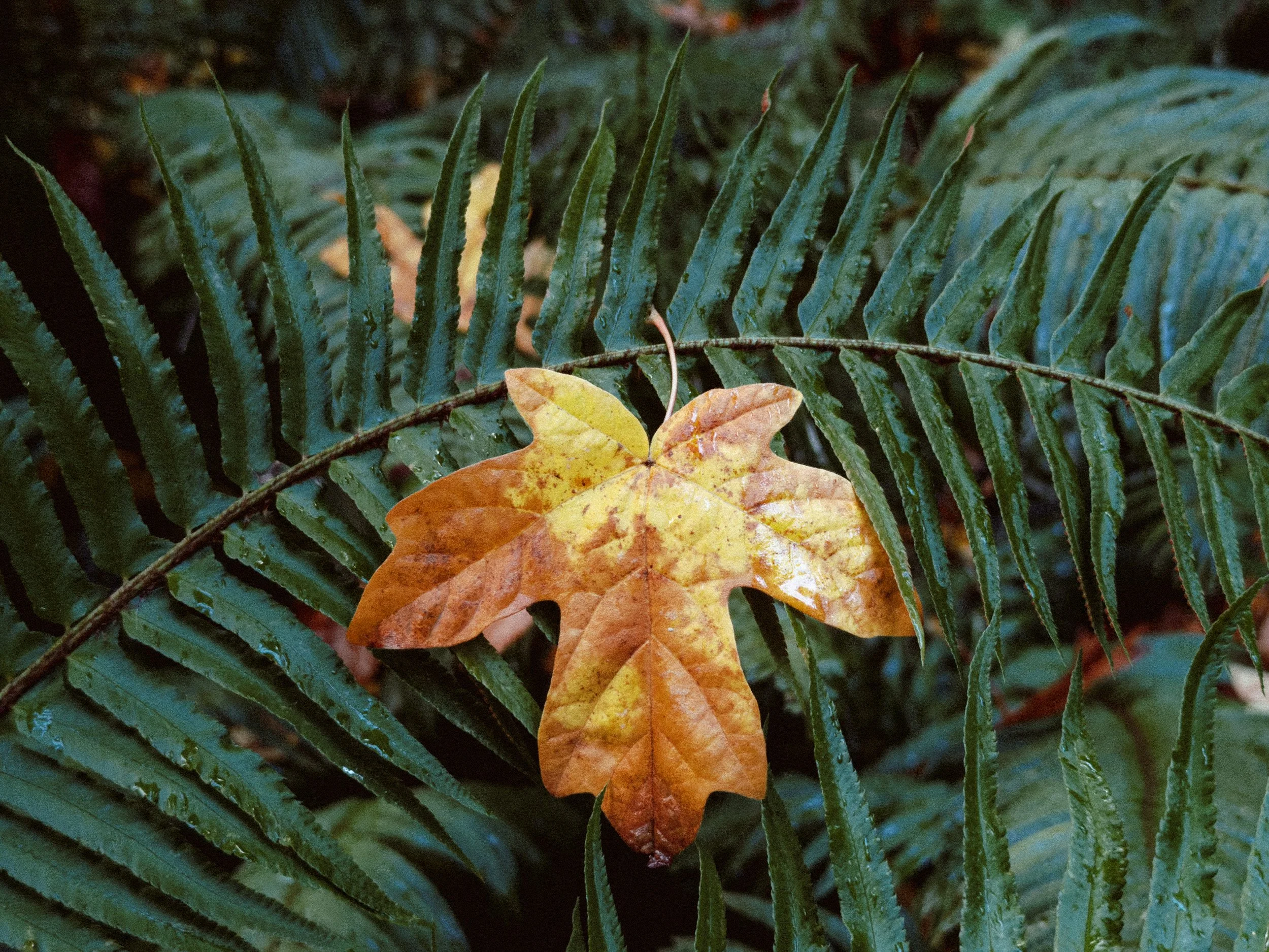 RFerand_20251026_IMG_0158_Bowen Park_SD_WEB.jpg