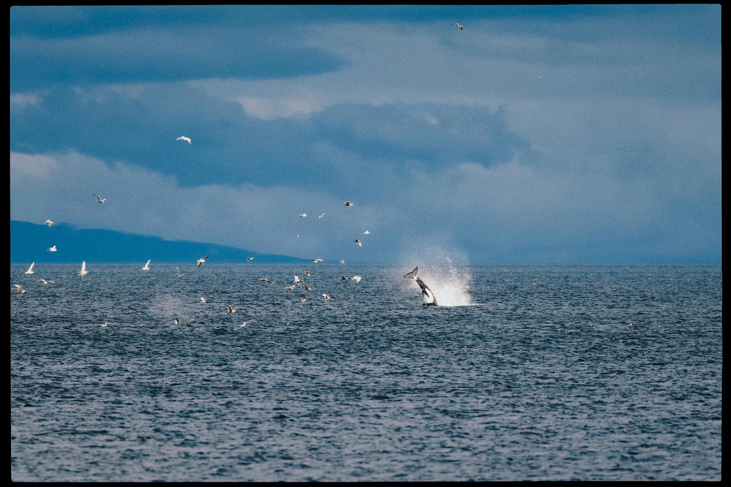 260104_RF_A_Canon EOS R5 C_4513-DxO-Killer Whales - Oak Leaf-HD.jpg